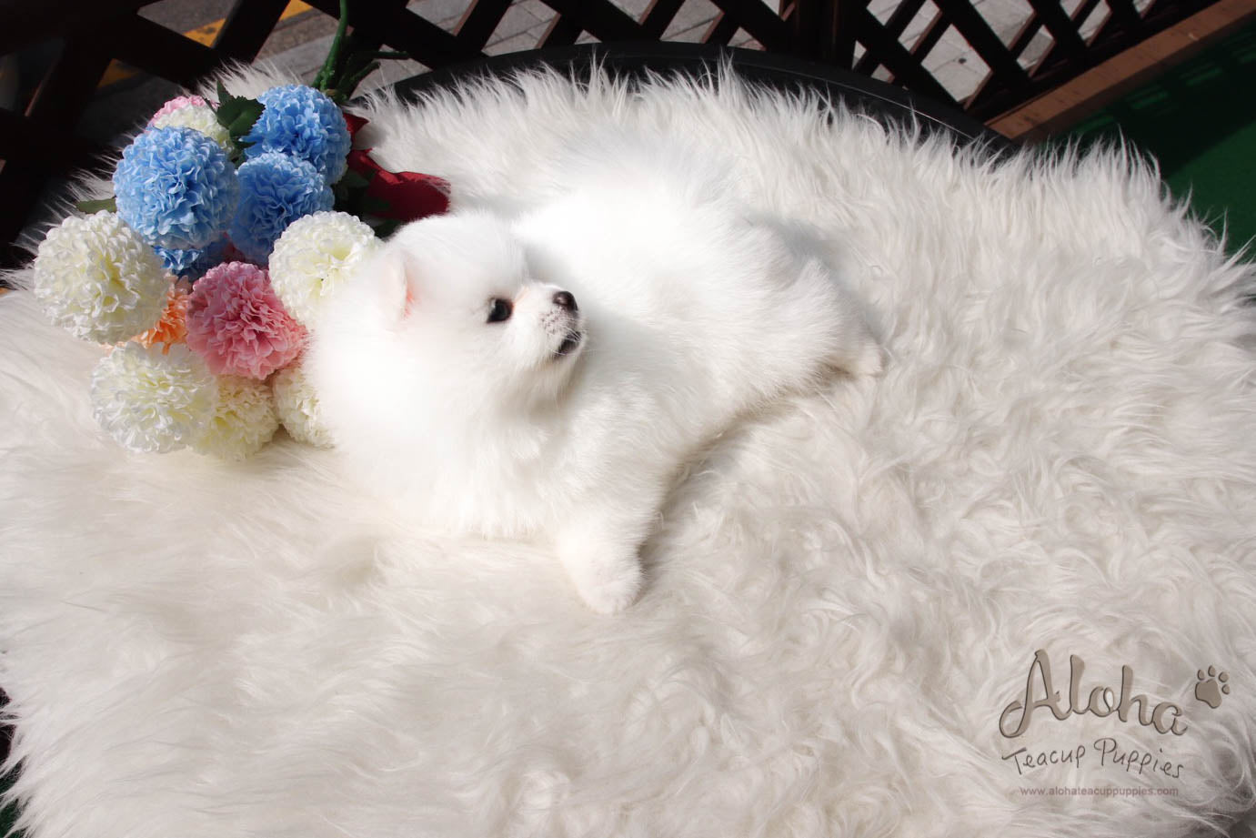 Barnie - [Pomeranian]