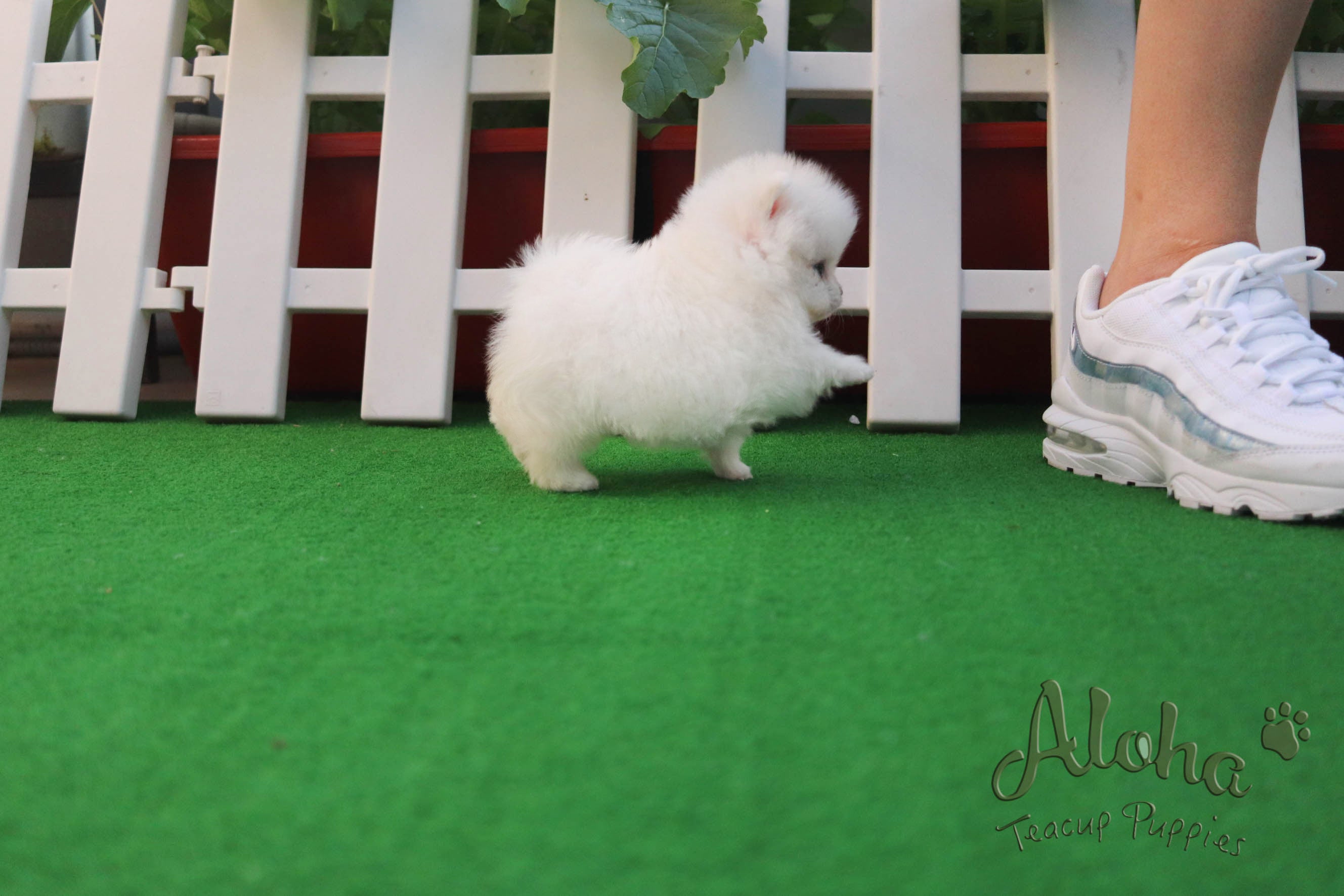 Sold to Michael, Izzy [TEACUP POMERANIAN]