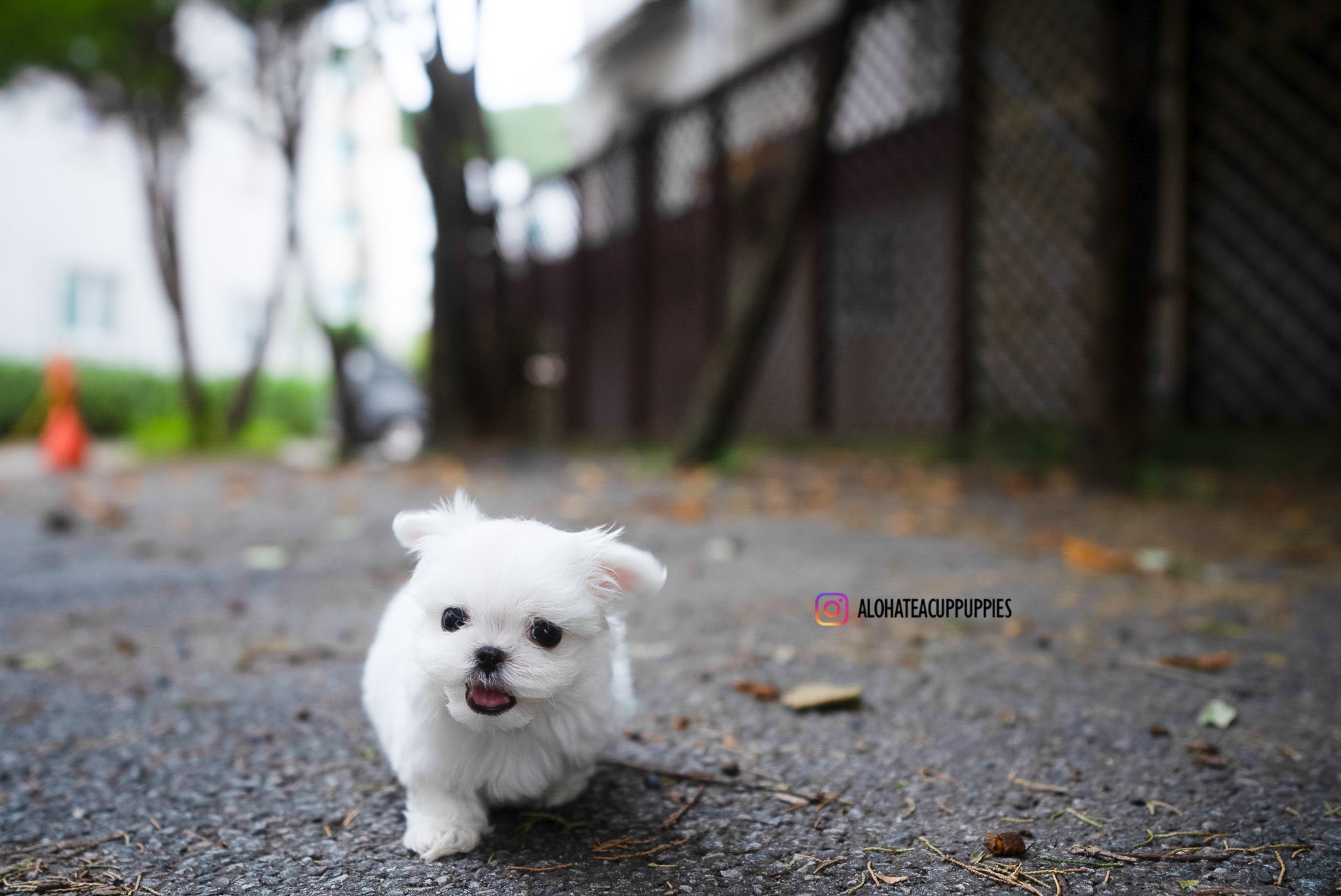 Dan [TEACUP MALTESE]