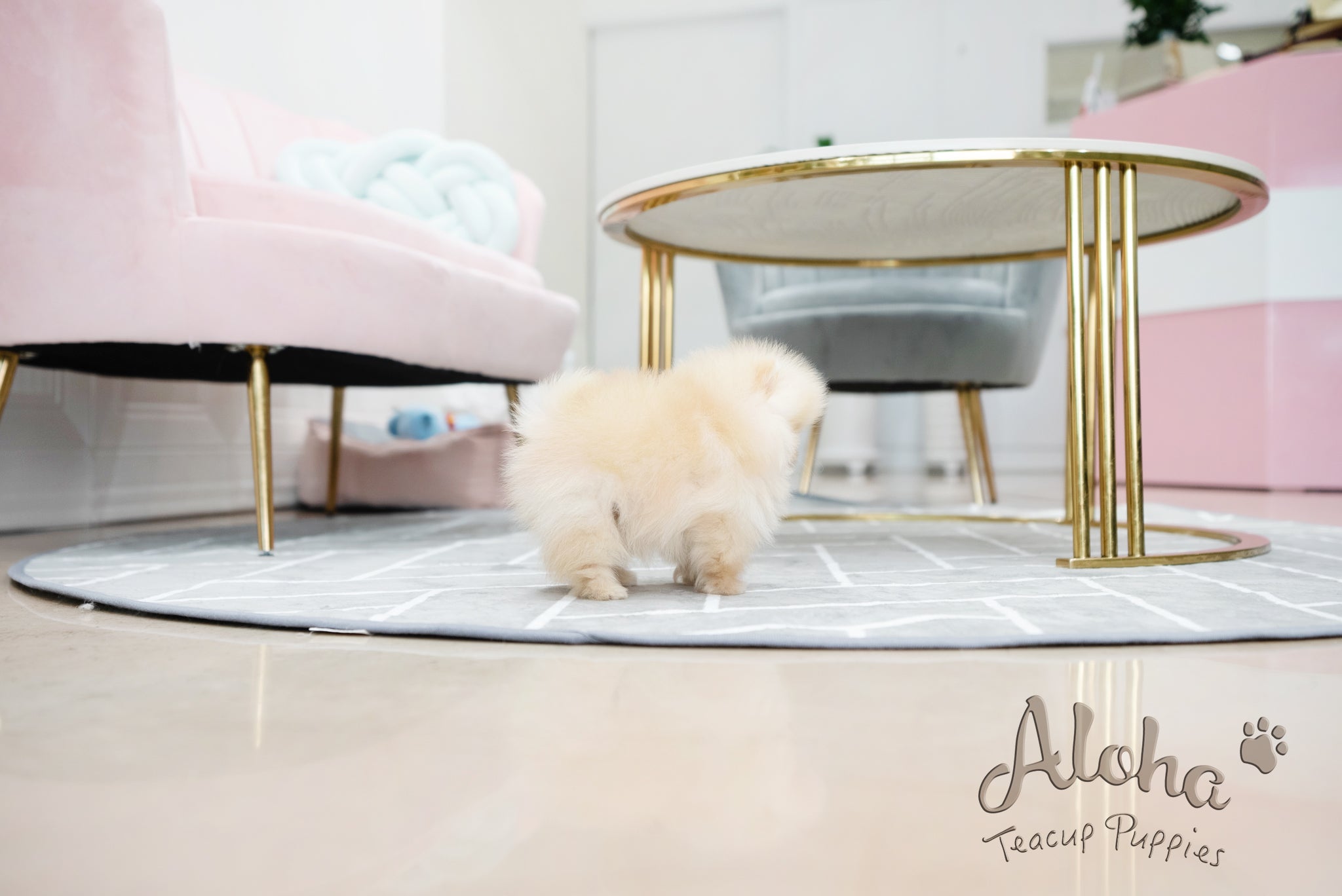 Clara [TEACUP POMERANIAN]
