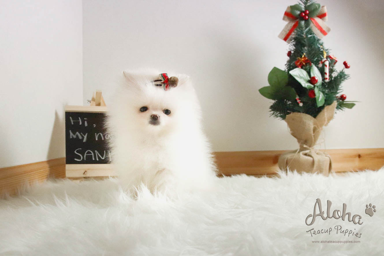 Santa - [Pomeranian]
