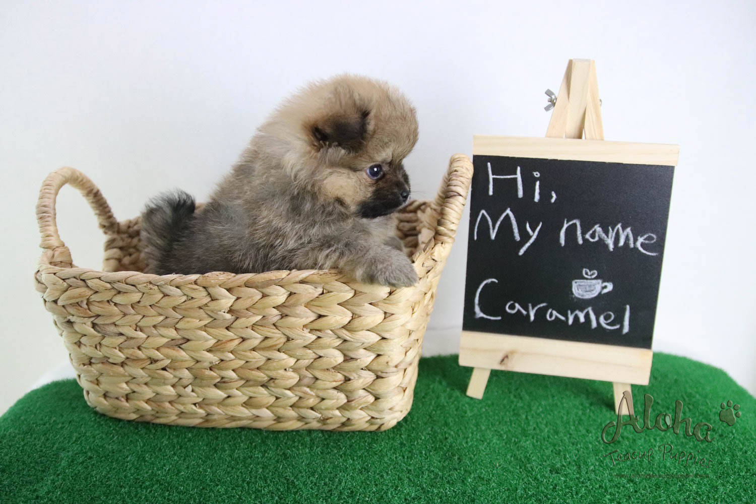 Caramel - [Pomeranian] - Reserved by Candide Monette