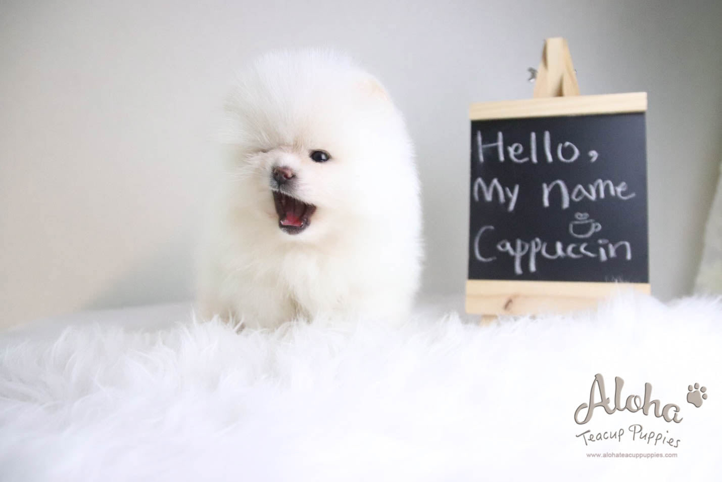 Cappuccino - [Pomeranian] - Reserved by Candide Monette