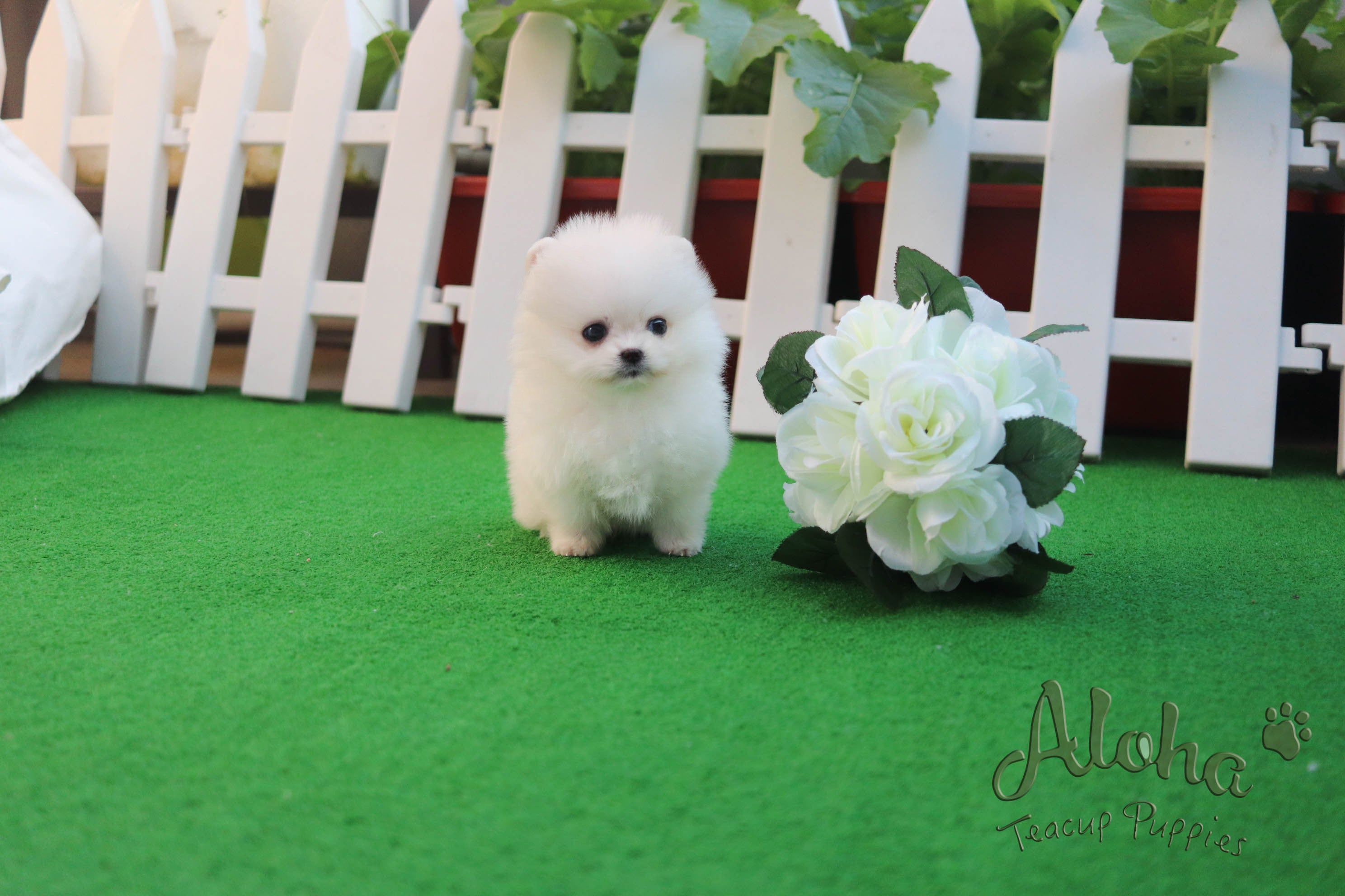 Elsa [TEACUP POMERANIAN]