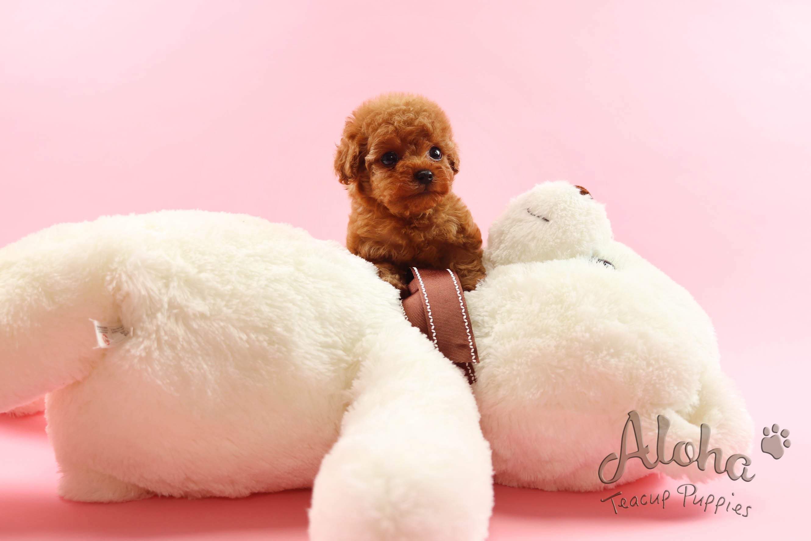 Sold to Victoria, Ruby [Teacup Poodle]