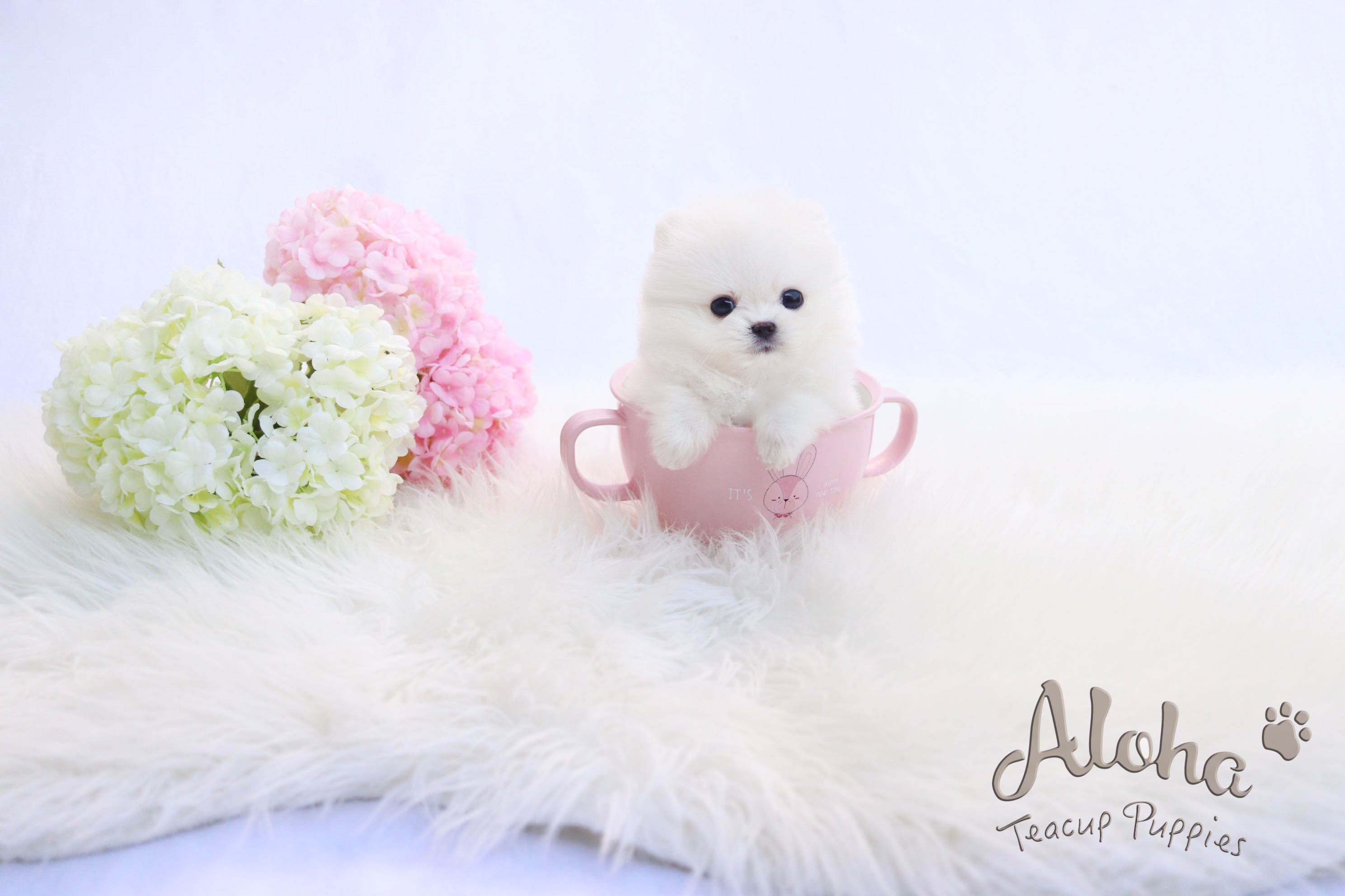 Vendido a Michael, Izzy [POMERANIA TAZA DE TÉ]