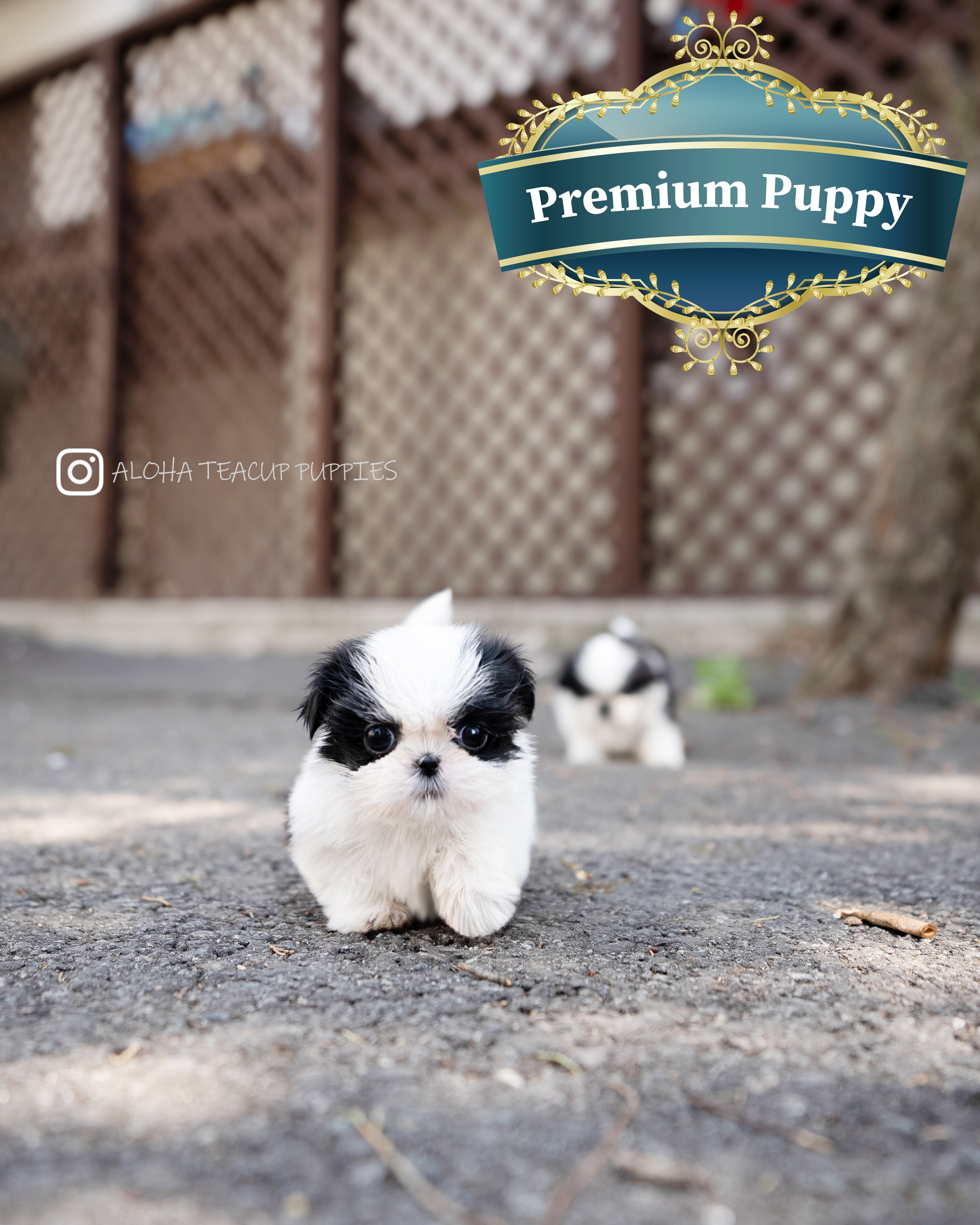Freya [TEACUP SHIHTZU]