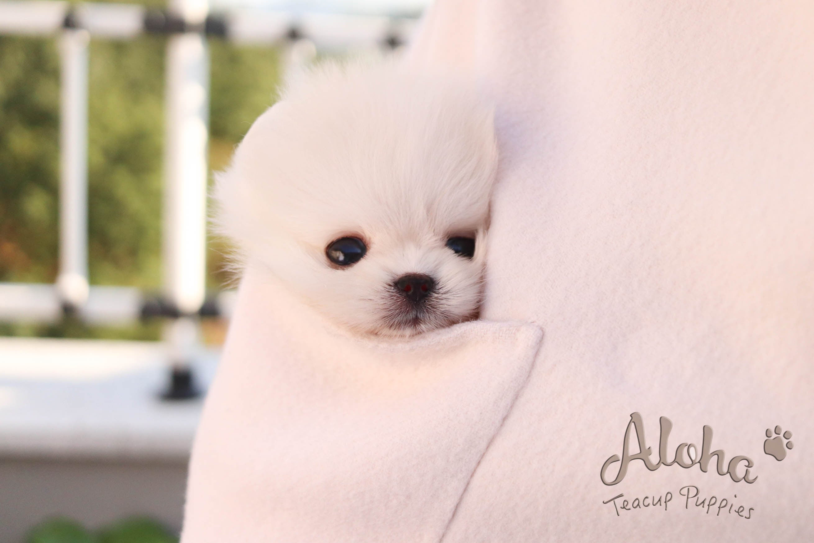 Vendido a Michael, Izzy [POMERANIA TAZA DE TÉ]