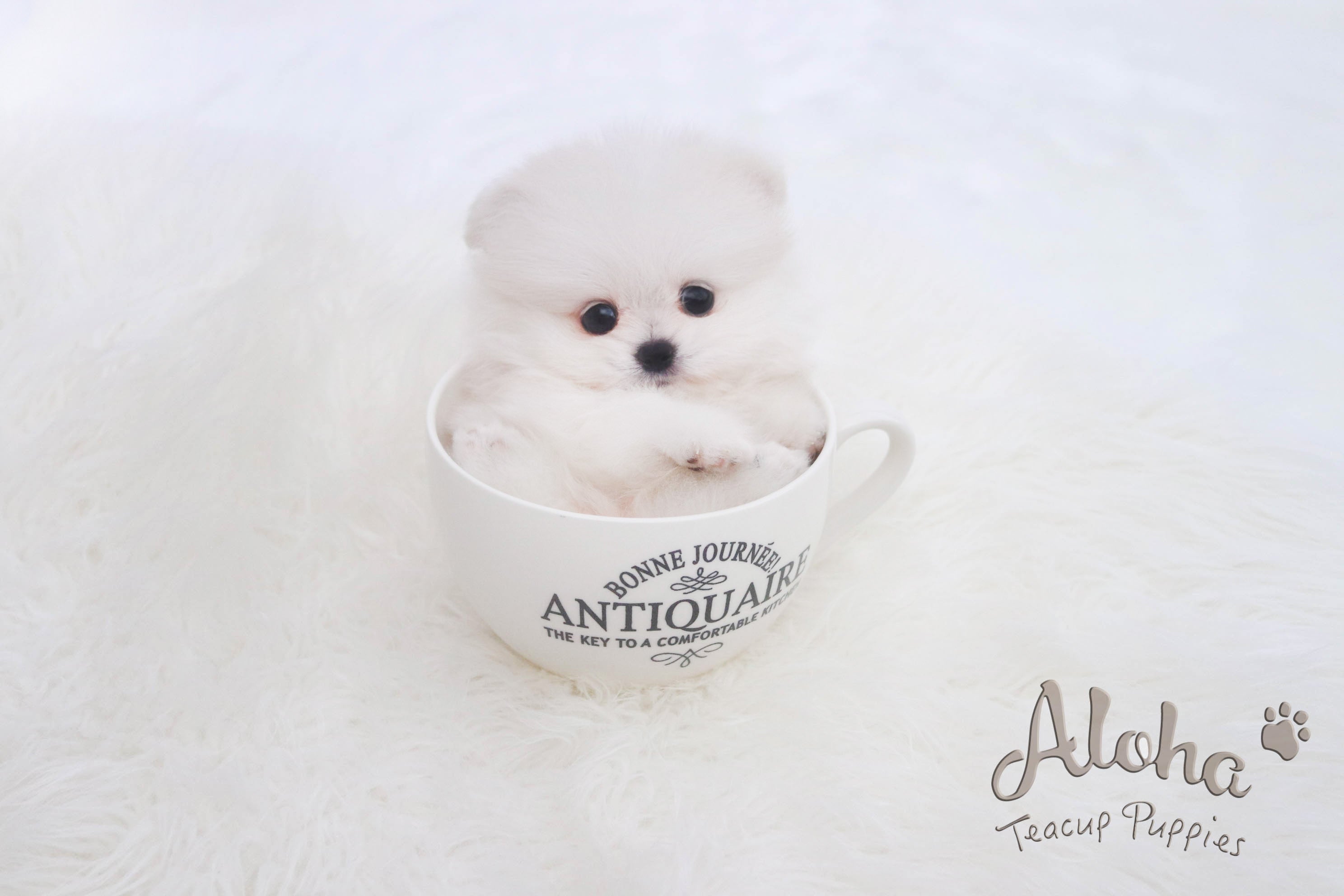 Sold to Roberto, Fiona [TEACUP POMERANIAN]