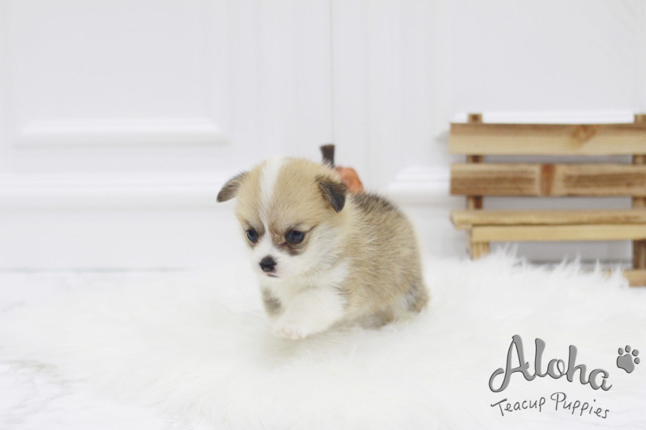 Sold to Tom, Cookie [TEACUP Welsh Corgi]