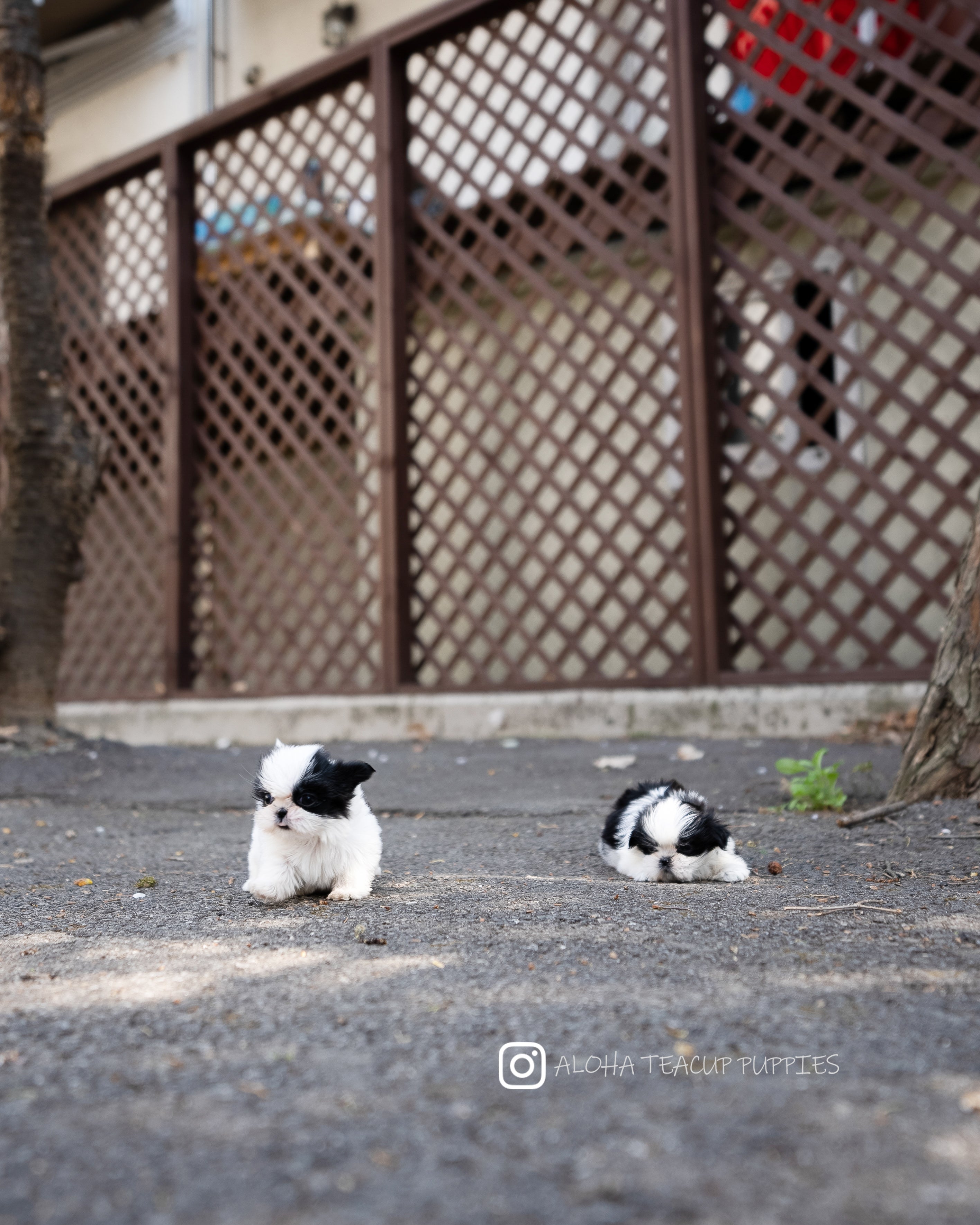 Jude [TEACUP SHIHTZU]