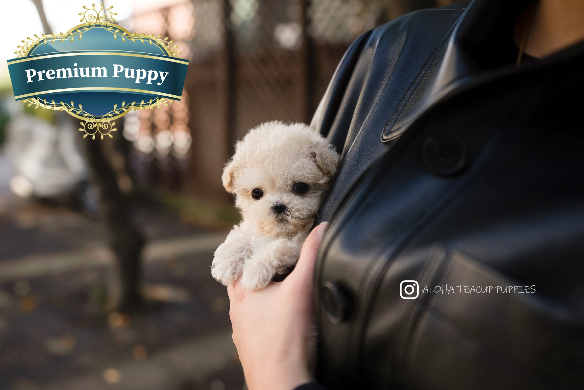 Mila [TEACUP Maltipoo]