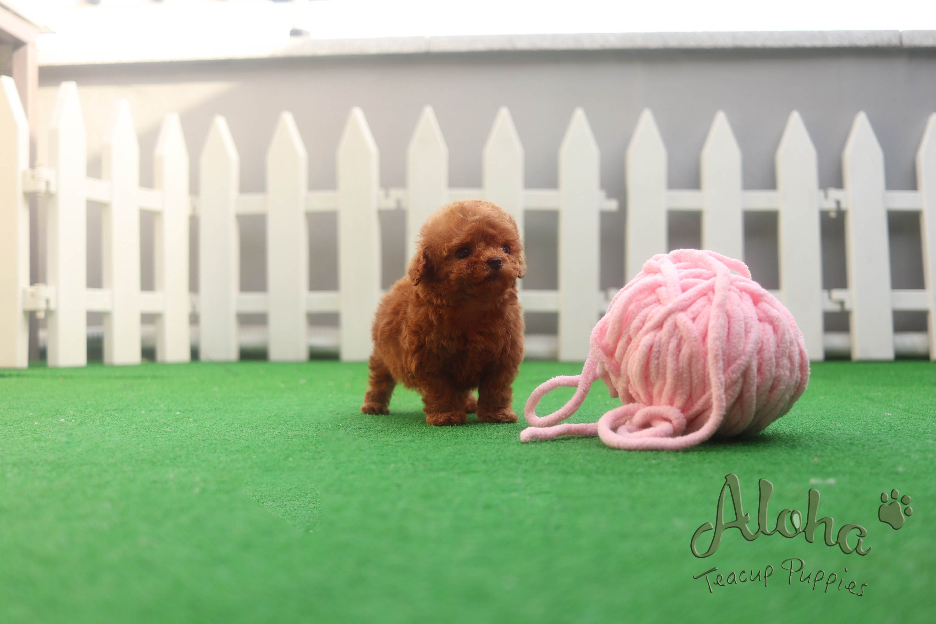 Sold to Shayra, Waffle [TEACUP MALTIPOO]