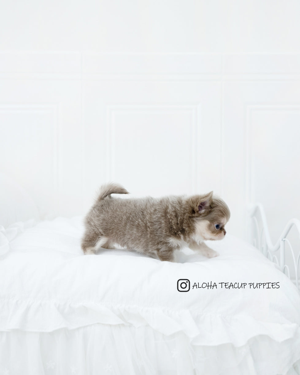 Hugo [CHIHUAHUA]