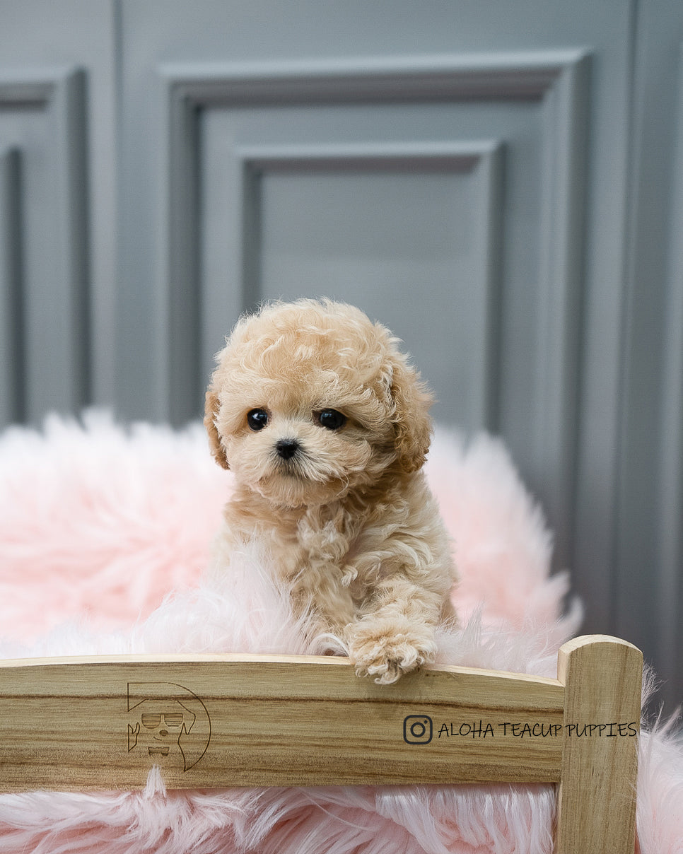 Aaron [TEACUP POODLE]