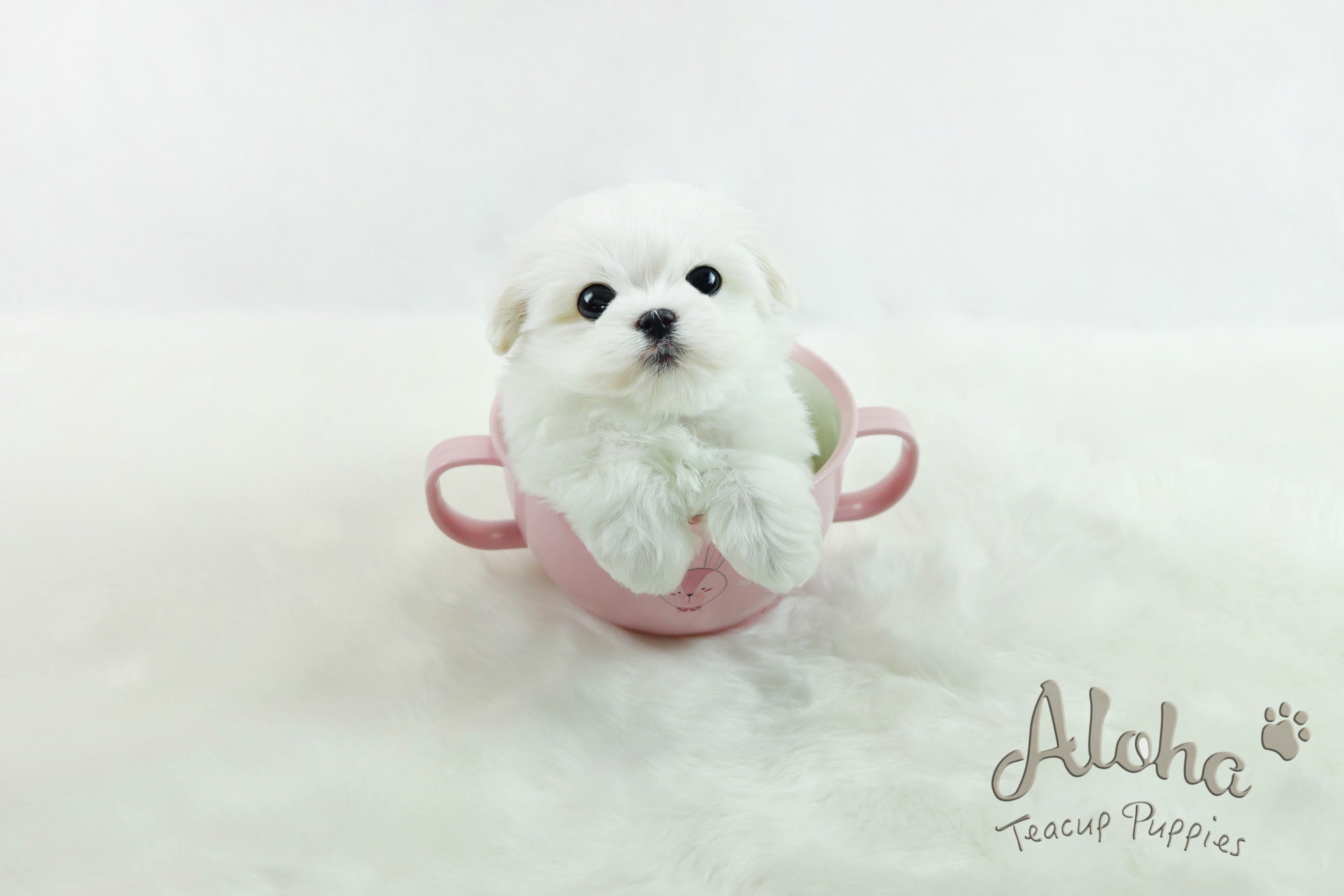 Sold to Joanne, Cherry [TEACUP MALTESE]