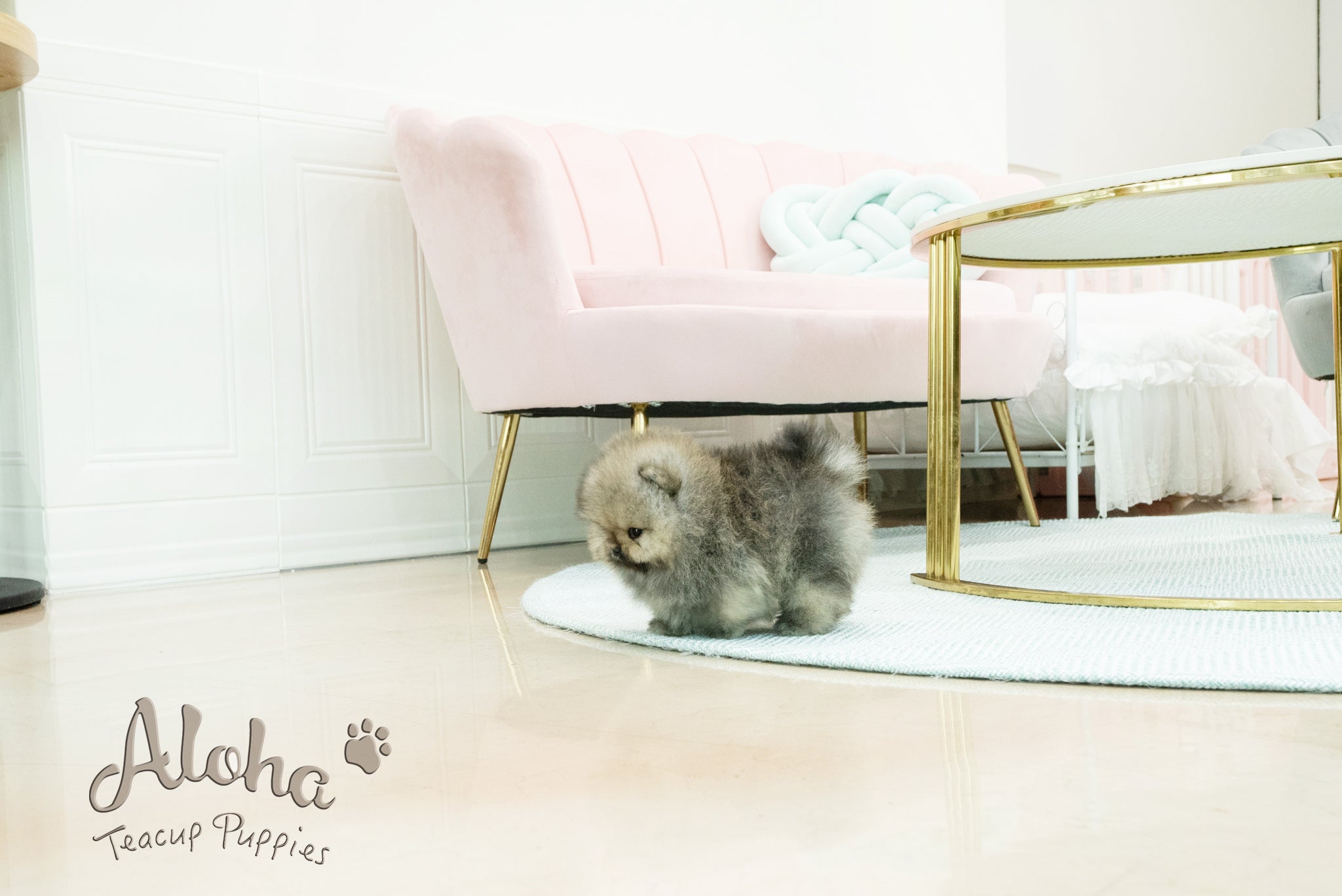 Gideon [TEACUP POMERANIAN]