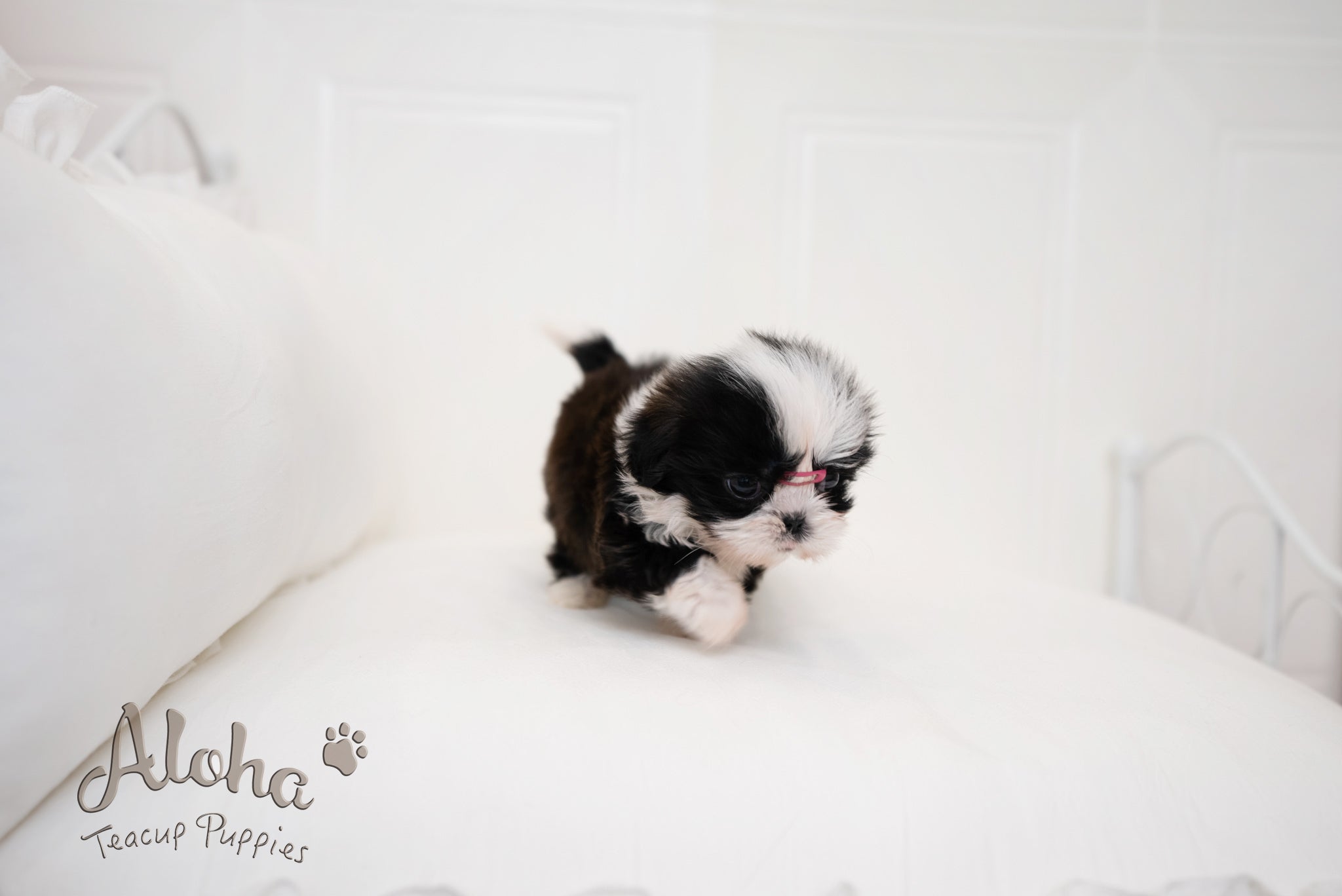 Zana [TEACUP Shihtzu]