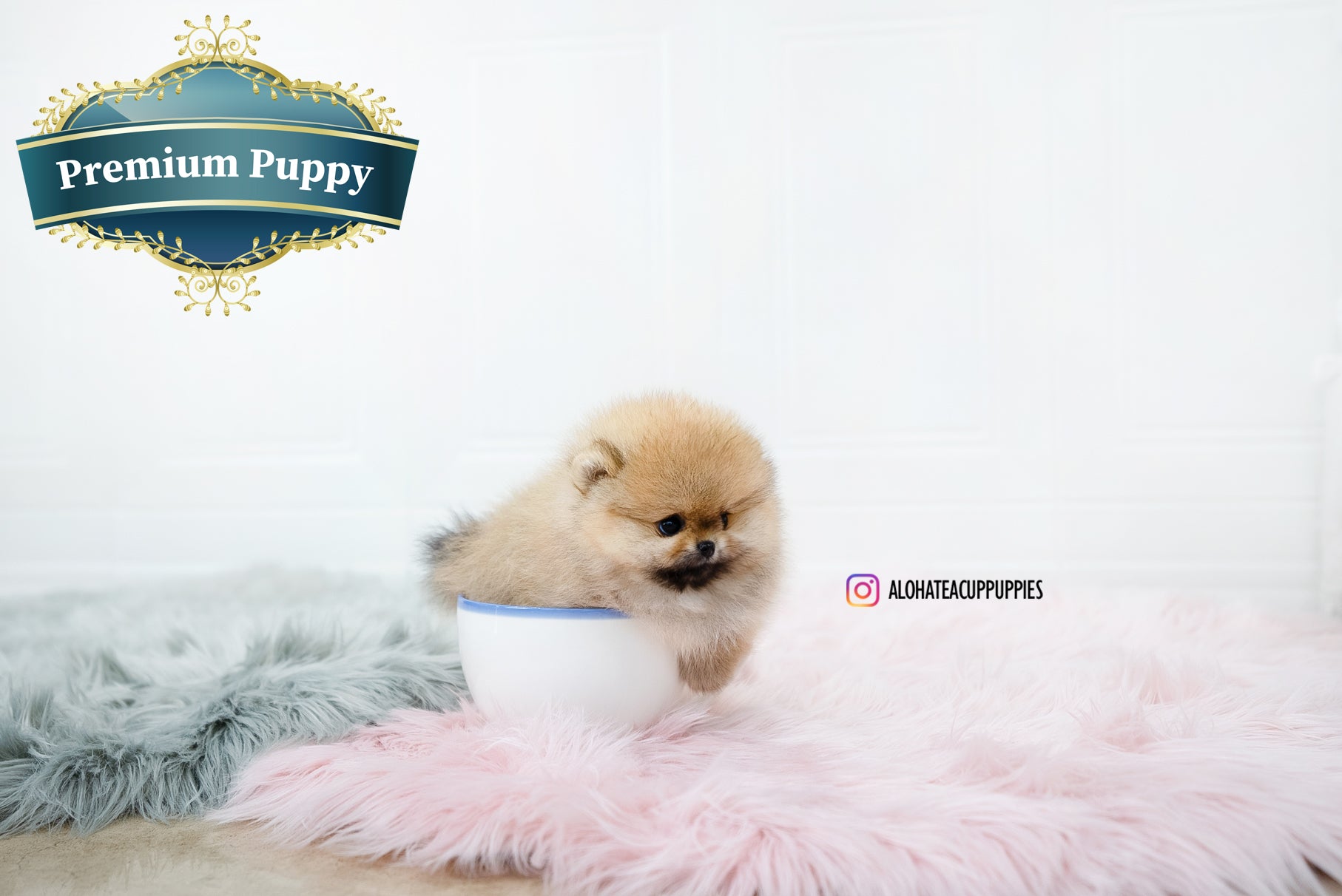 Nessa [TEACUP POMERANIAN]