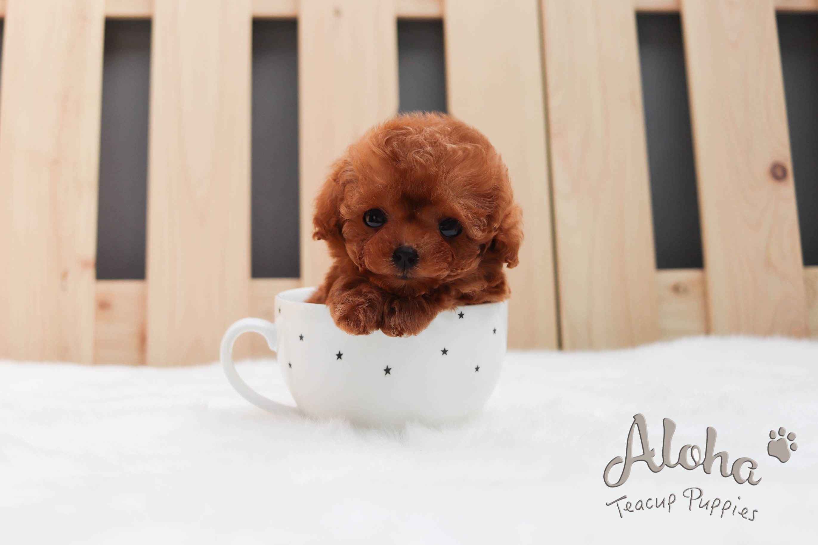Vendida a Shayra, Waffle [Maltipoo TAMAÑO MINI]