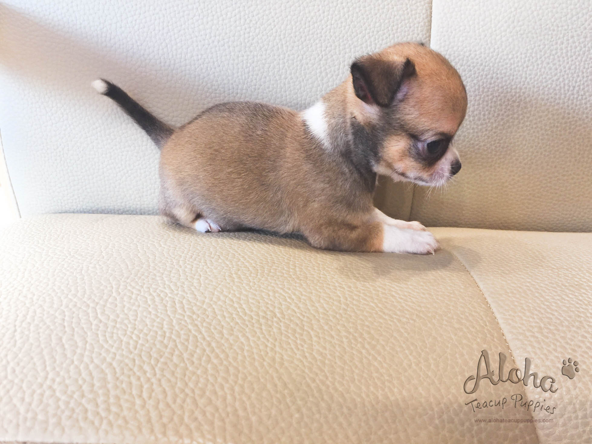 Jerome - [Chihuahua]