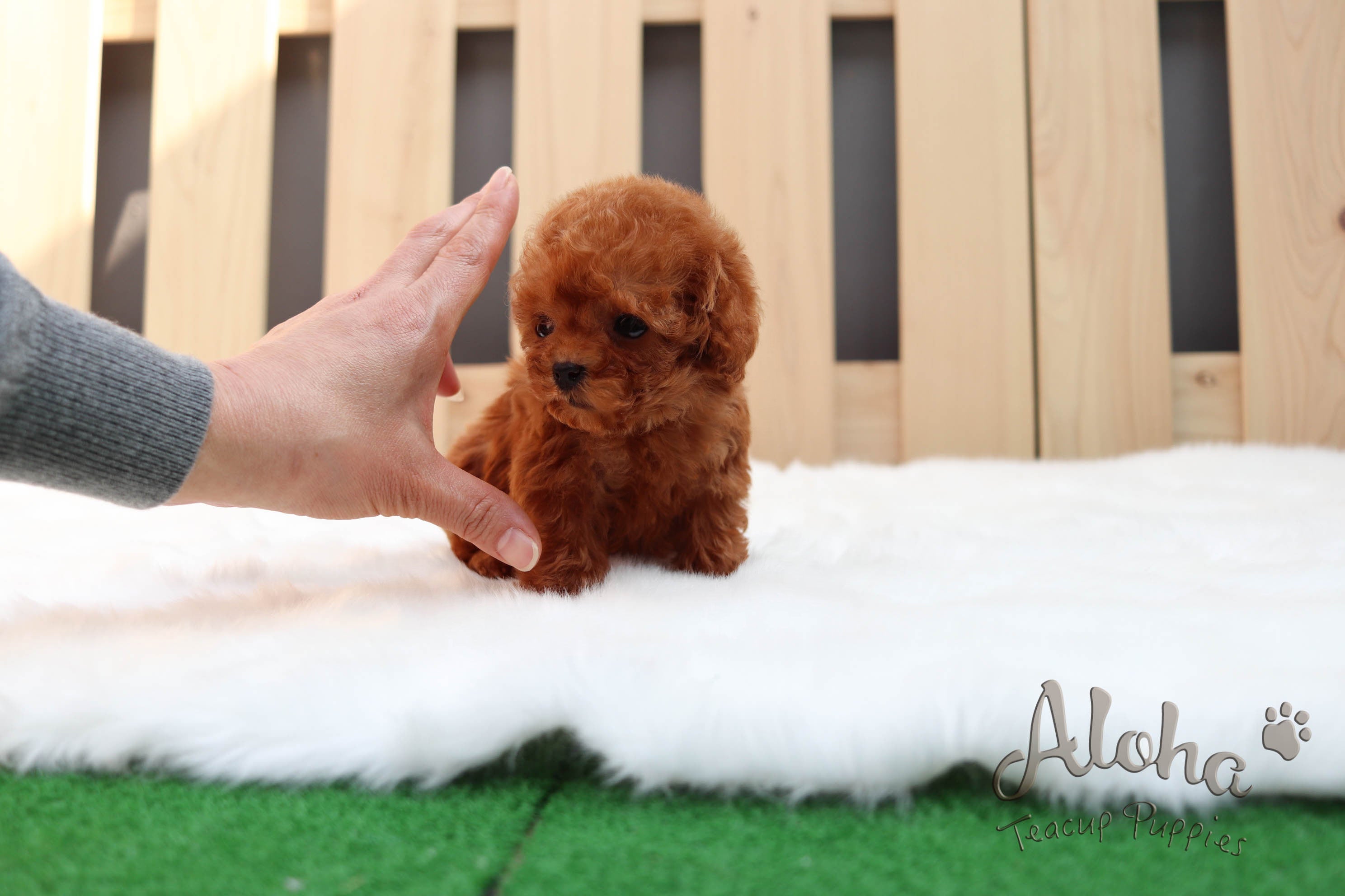 Sold to Shayra, Waffle [TEACUP MALTIPOO]