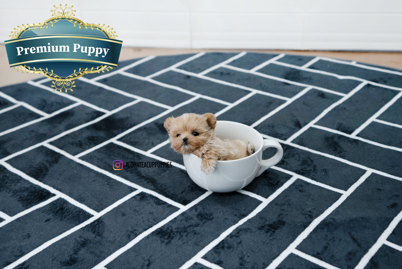 Bruno [TEACUP MALTIPOO]