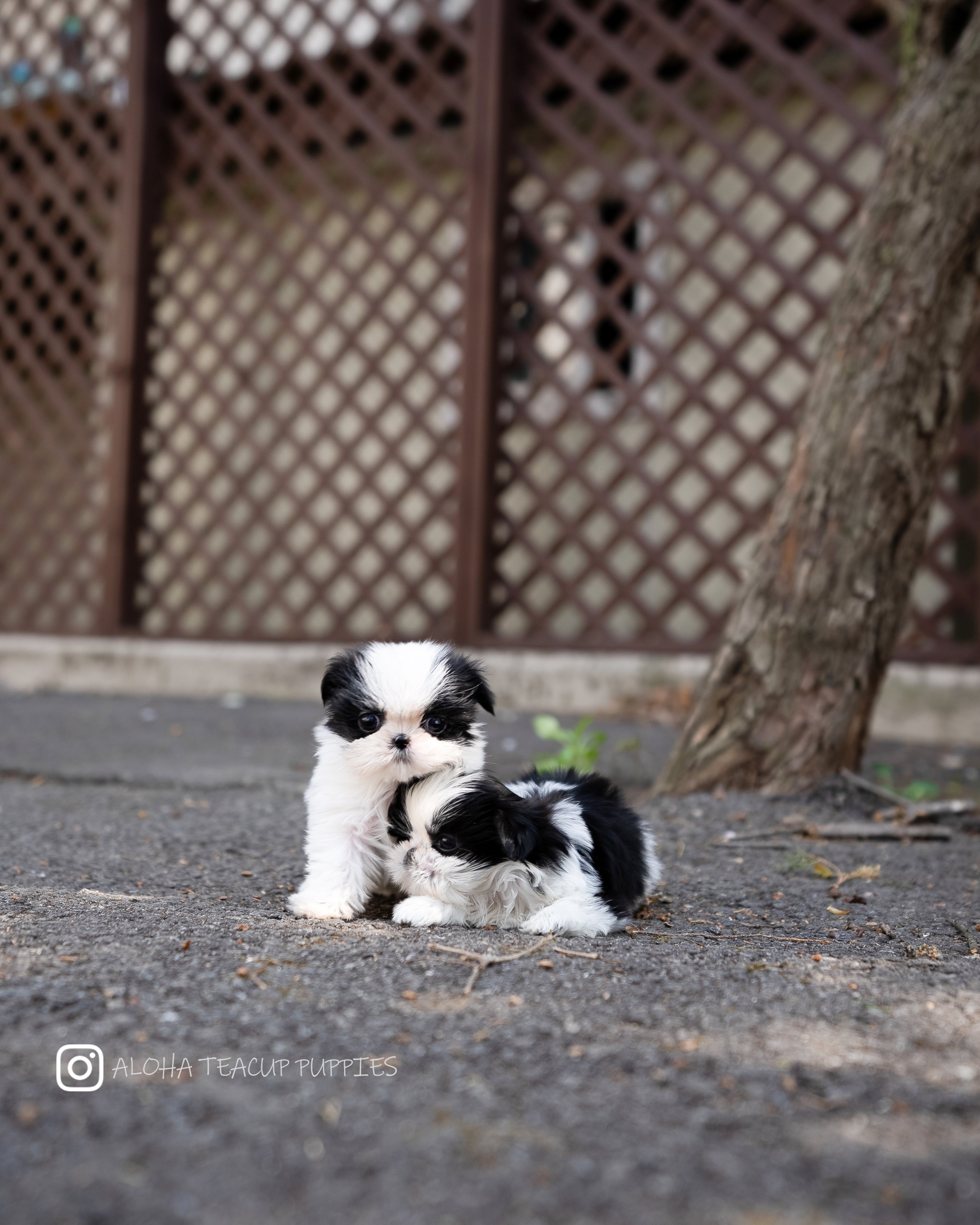 Freya [TEACUP SHIHTZU]