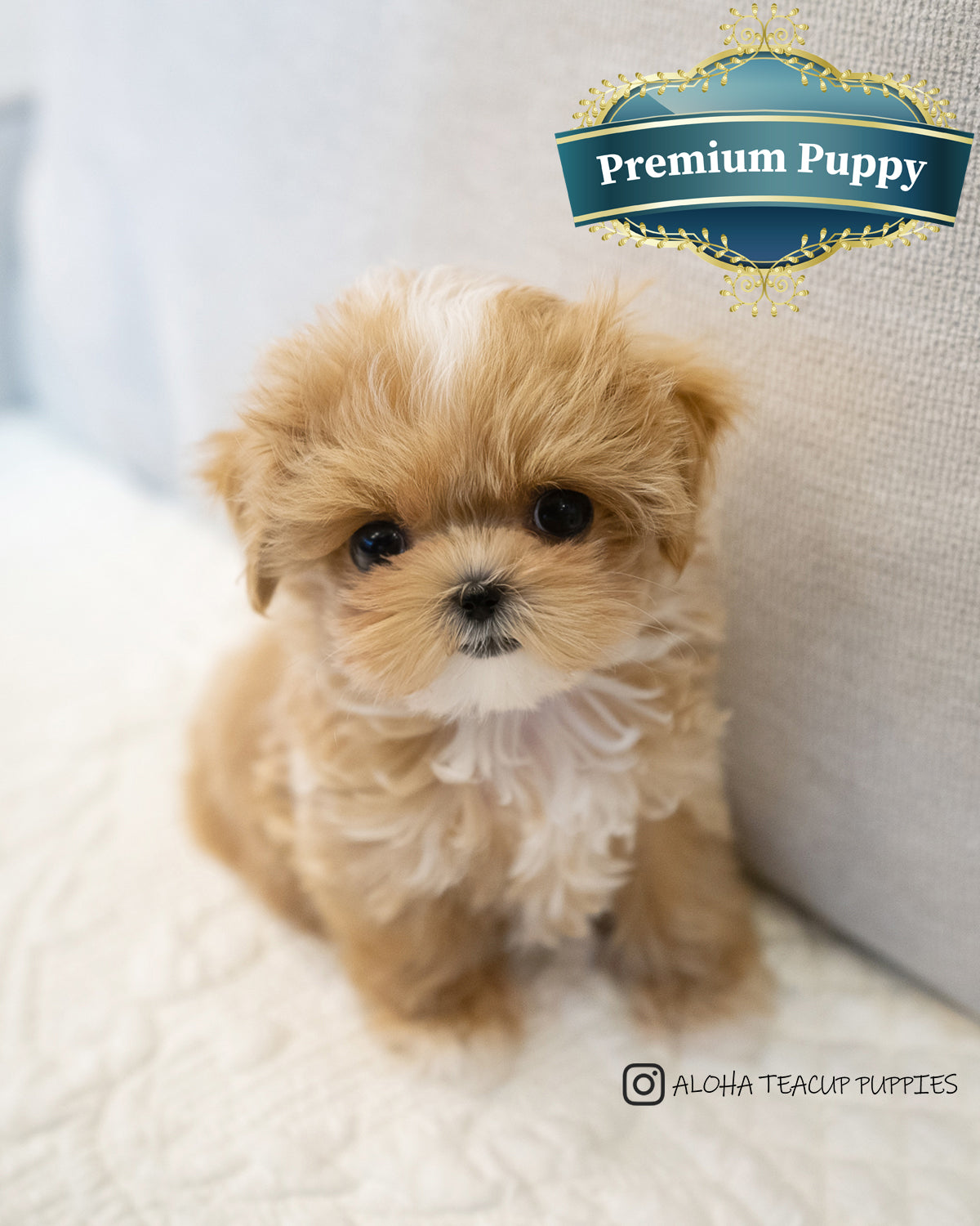 Hazel [MALTIPOO TAMAÑO TAZA DE TÉ]