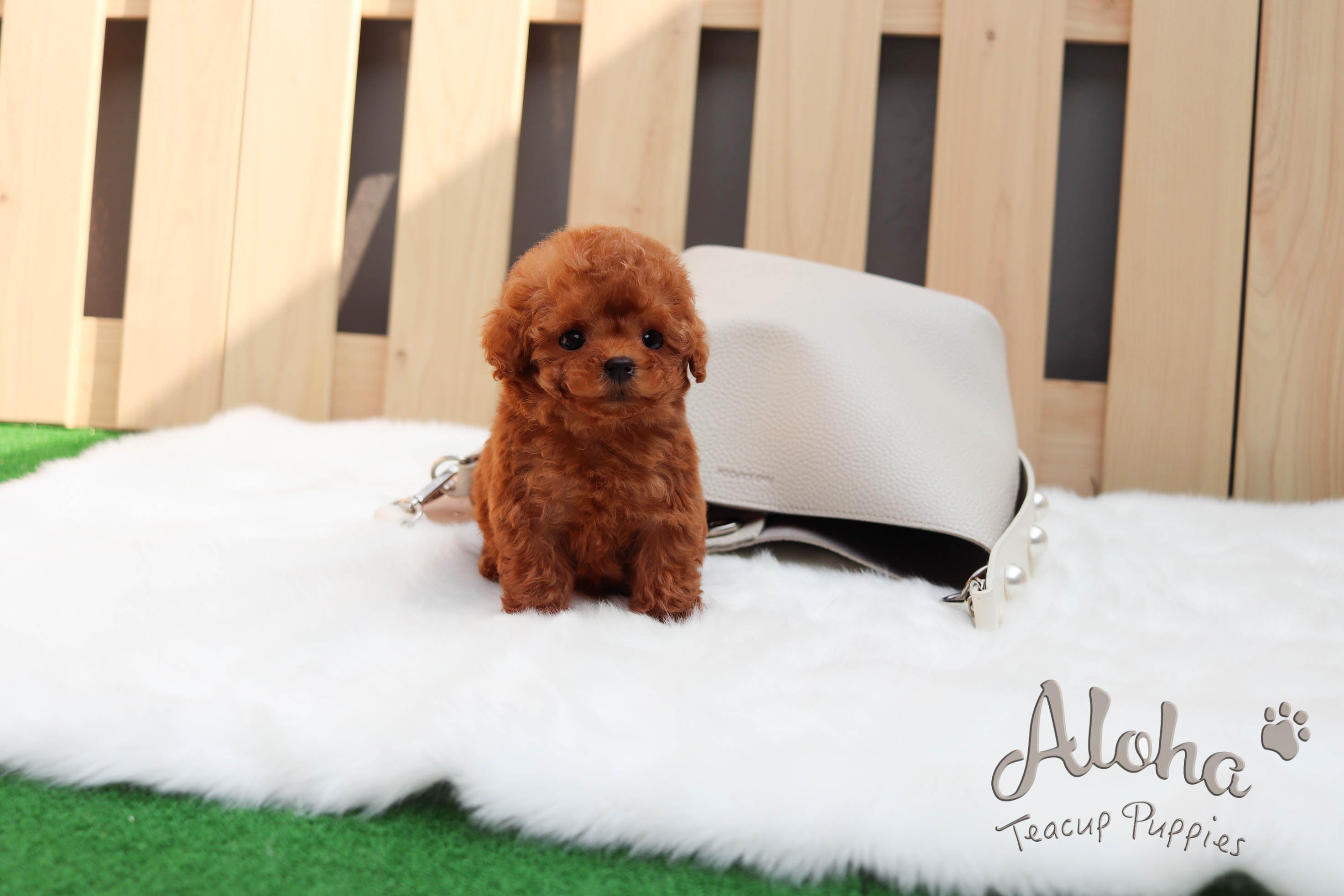 Vendida a Shayra, Waffle [Maltipoo TAMAÑO MINI]
