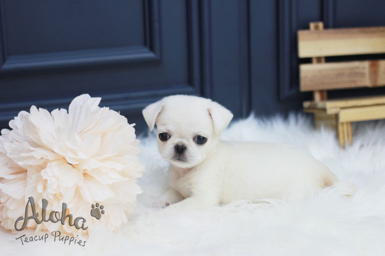 Vendido a Hanna, Annabel [Pug TAZA DE TÉ]
