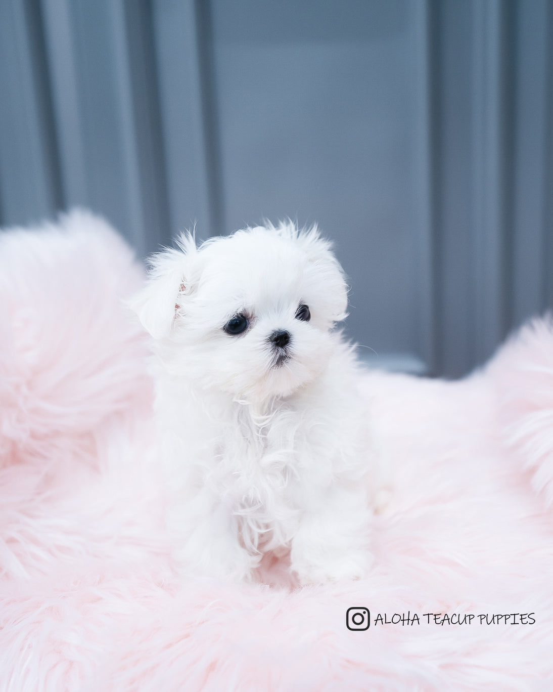 Arlo [TEACUP MALTESE]