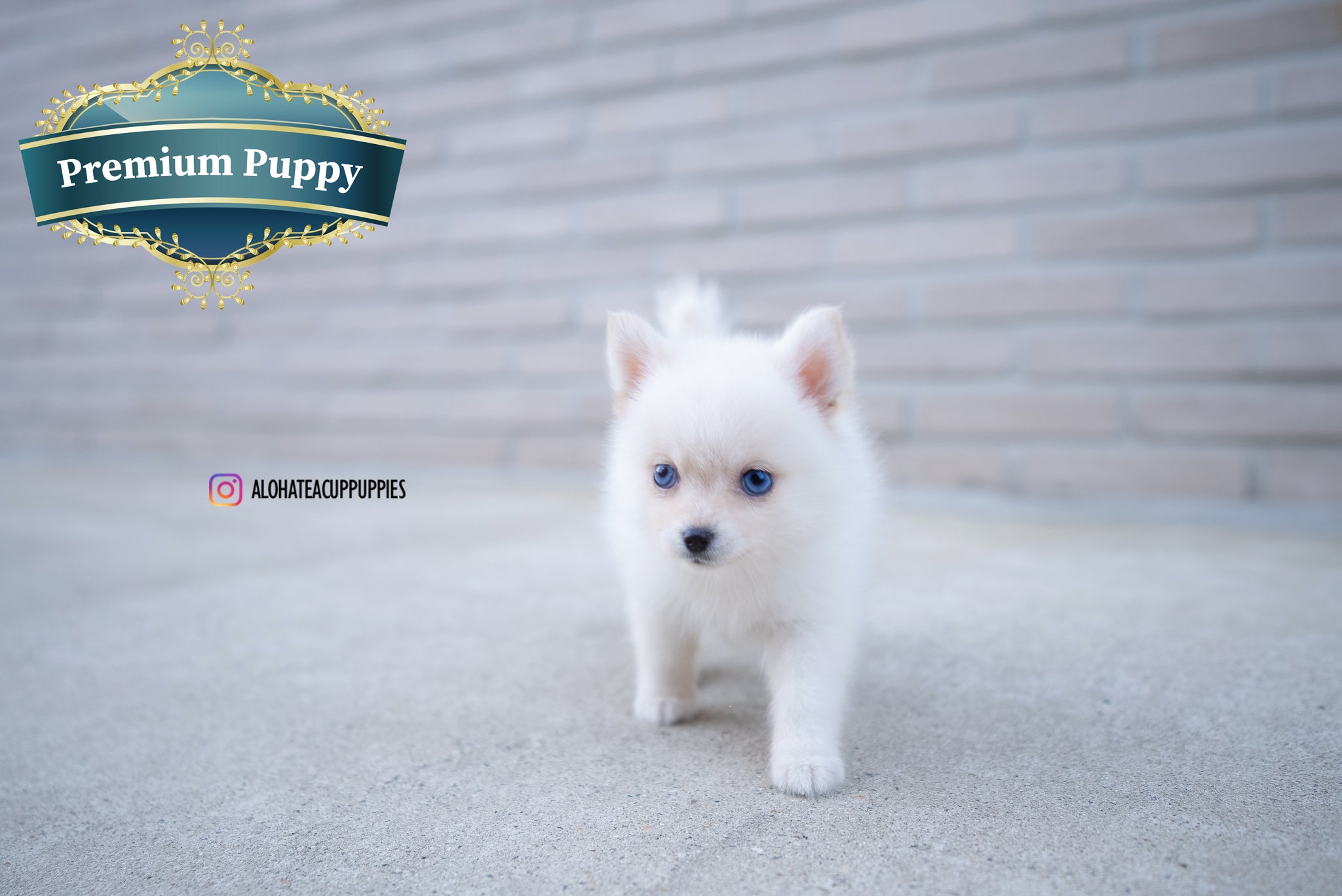 Ivy [TEACUP POMSKY]