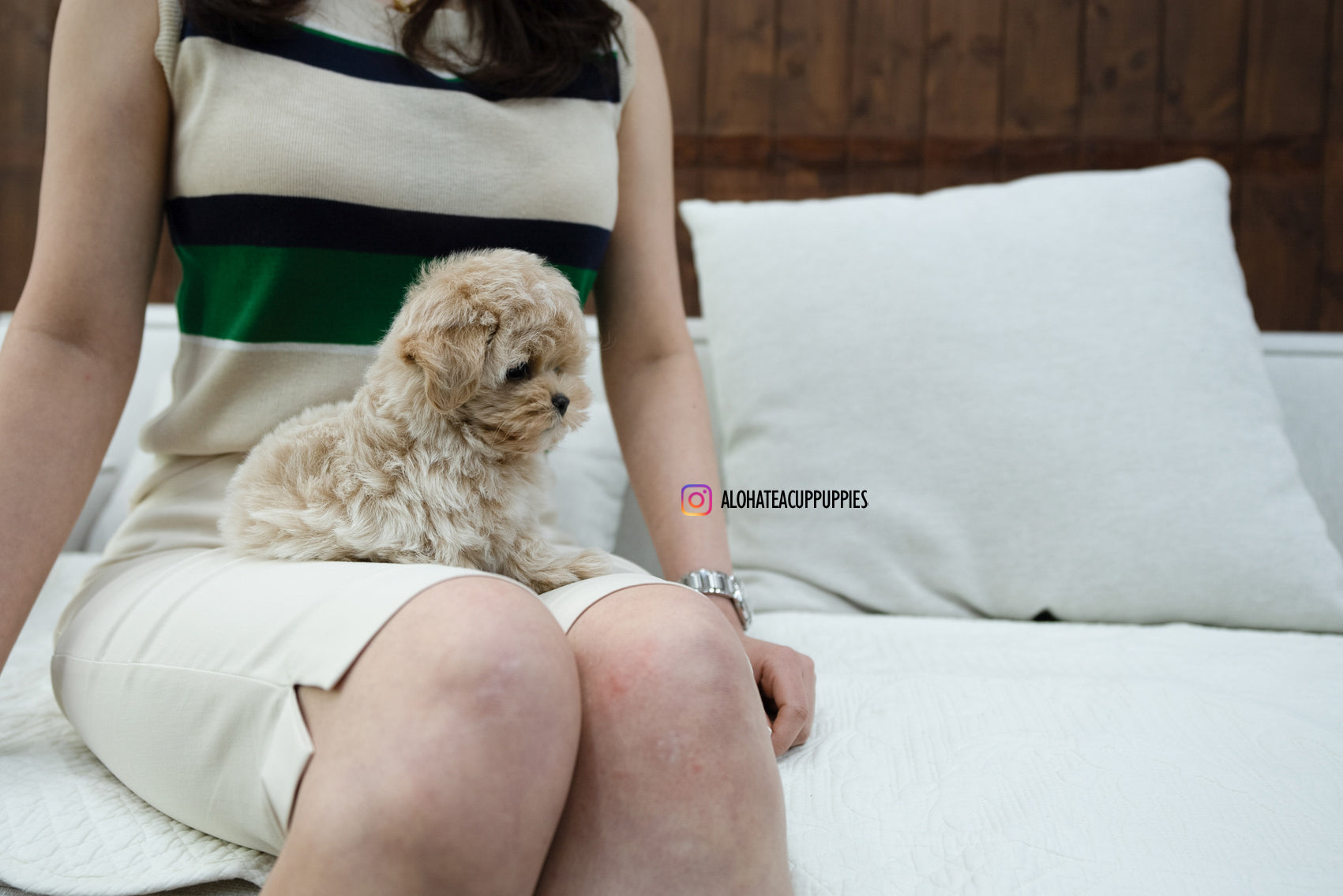 KAKA [TEACUP MALTIPOO]