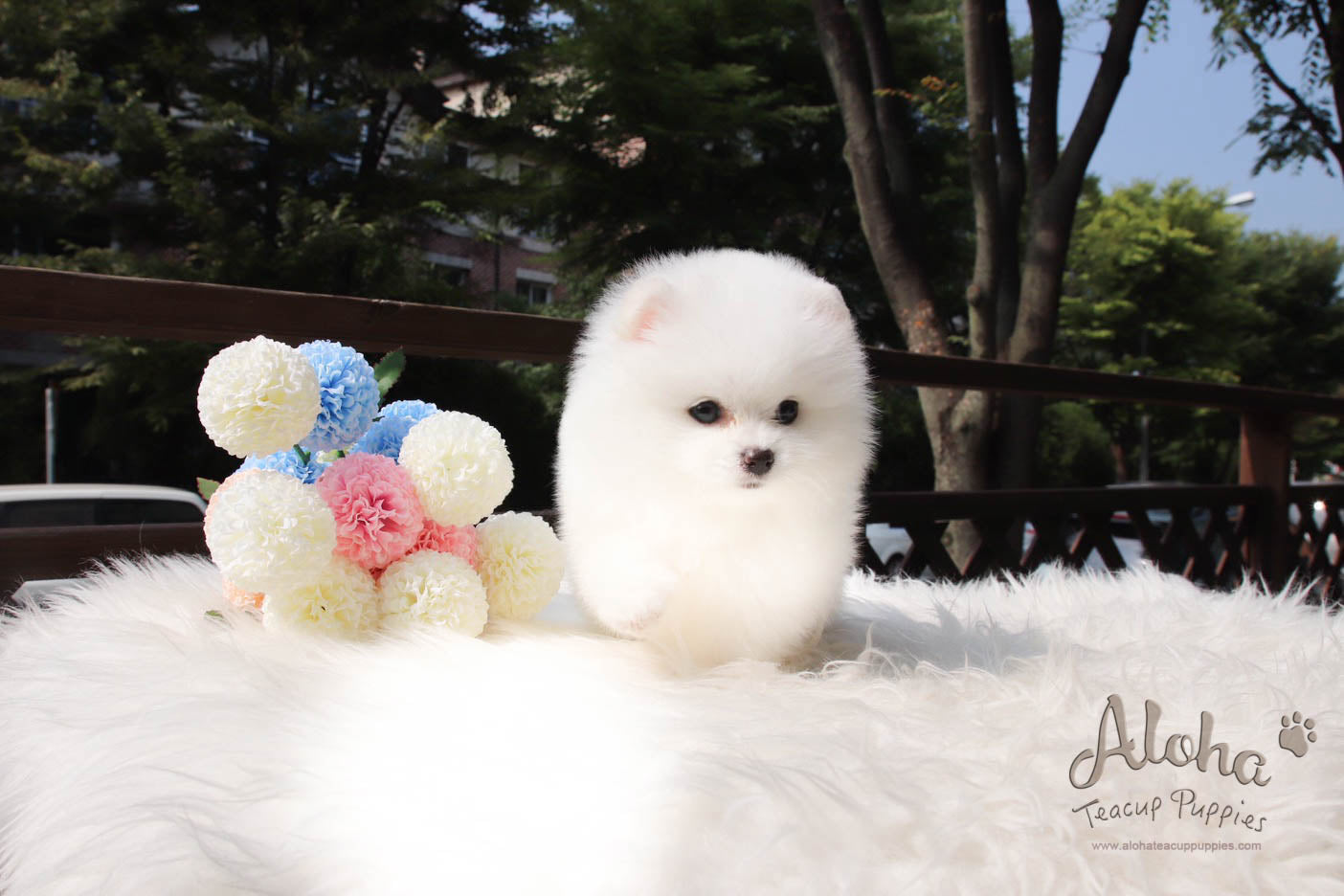 Barnie - [Pomeranian]