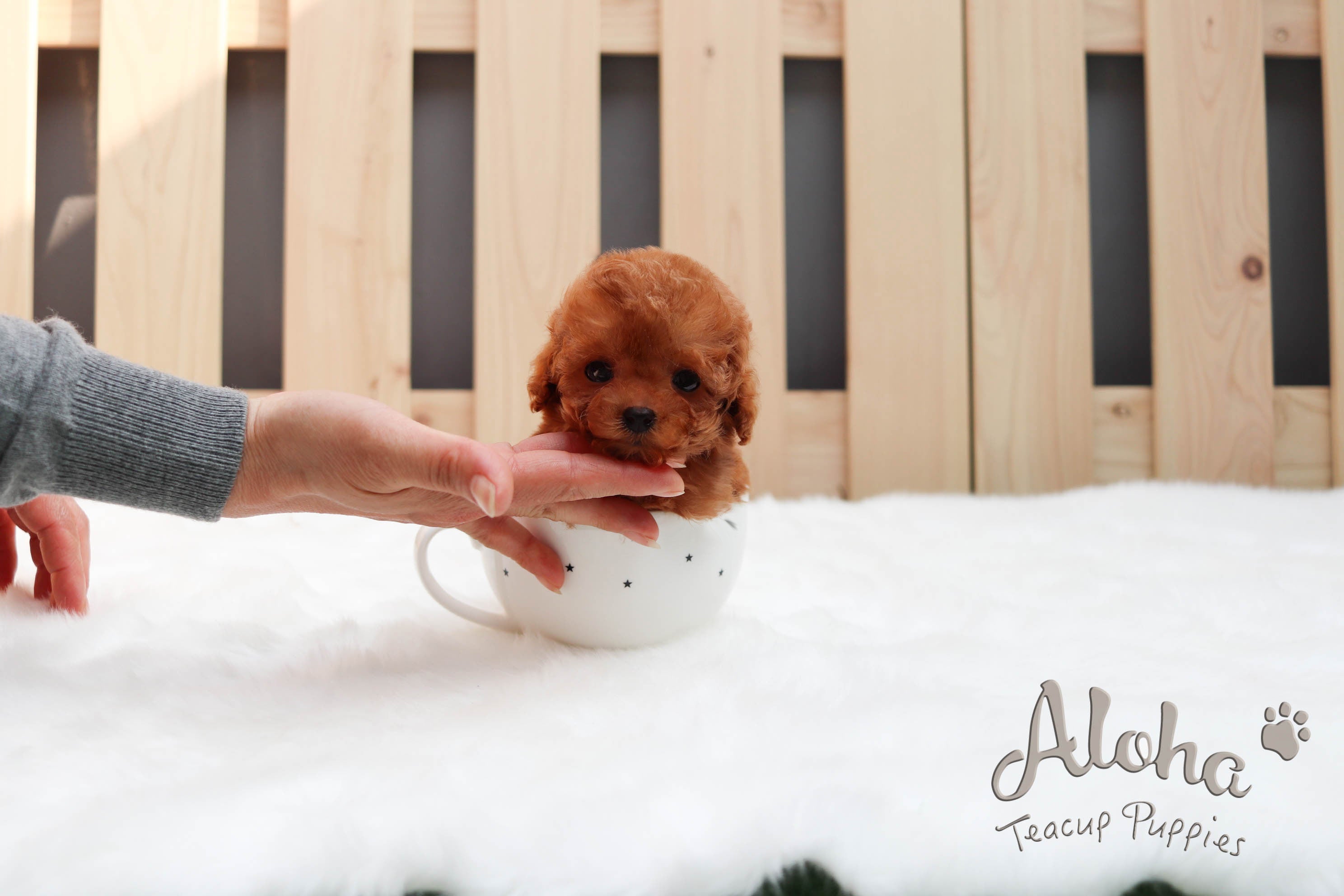 Sold to Shayra, Waffle [TEACUP MALTIPOO]