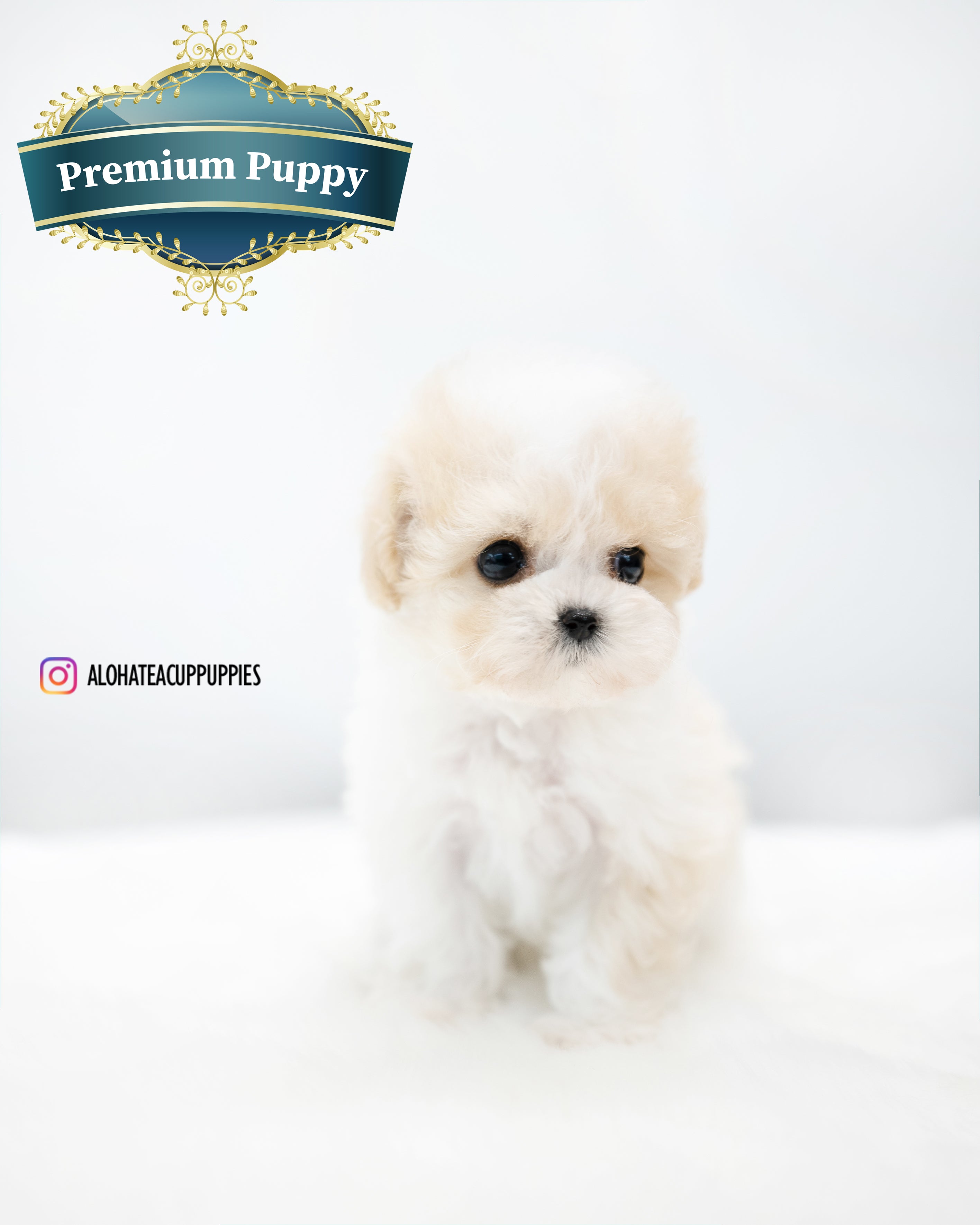 Rory [TEACUP POODLE]
