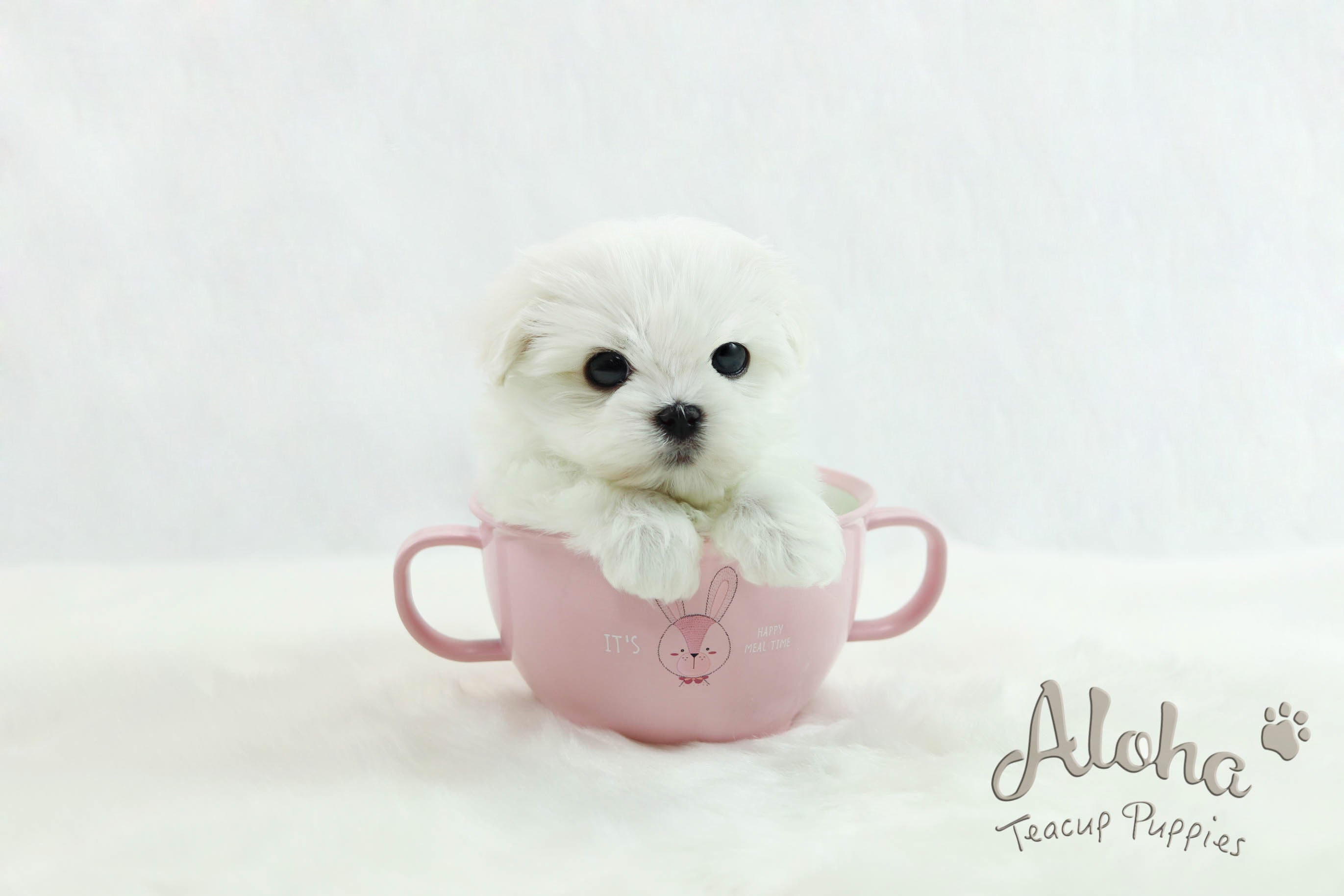 Vendido a Joanne, Cherry [MALTÉS TAMAÑO TAZA DE TÉ]