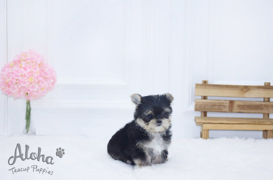 Vendido a Shin, Bailey [Morkie MINIATURA]