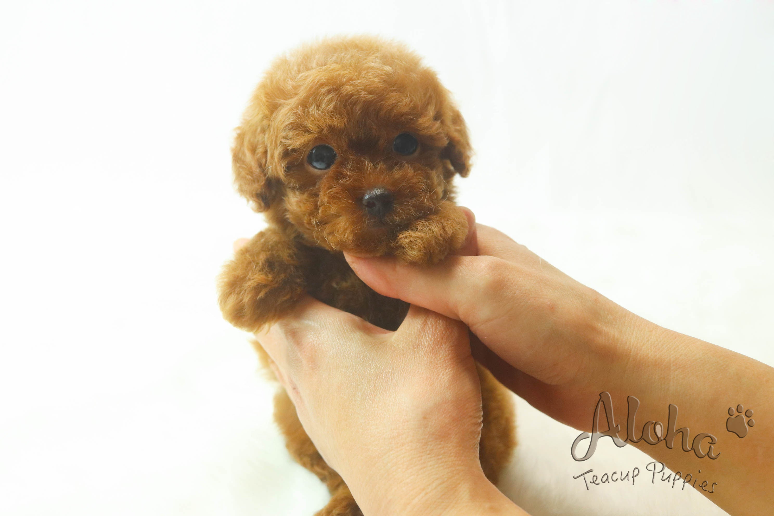 Vendido a Malia, MOCHA - [Caniche miniatura]