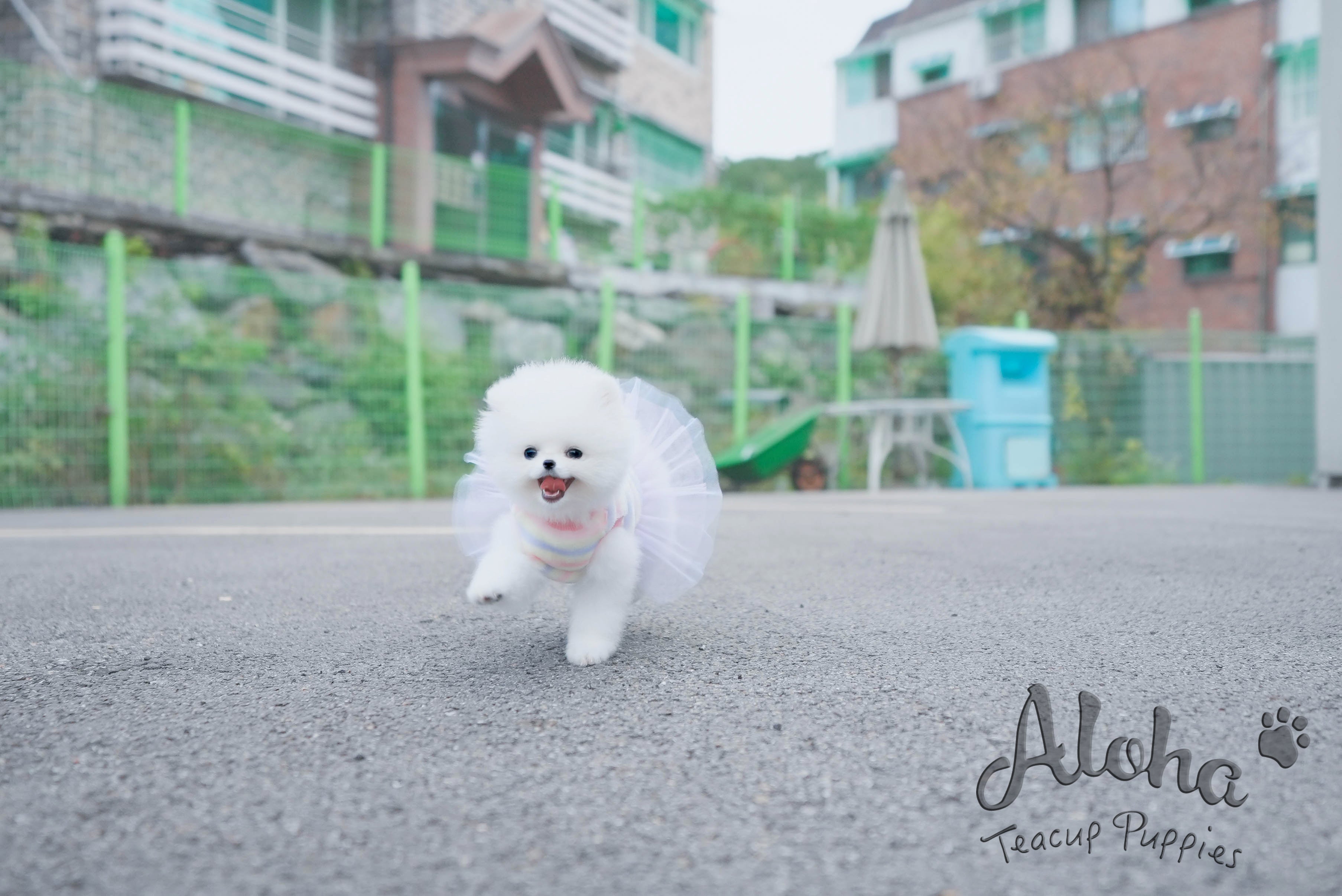 Bear [TEACUP POMERANIAN]