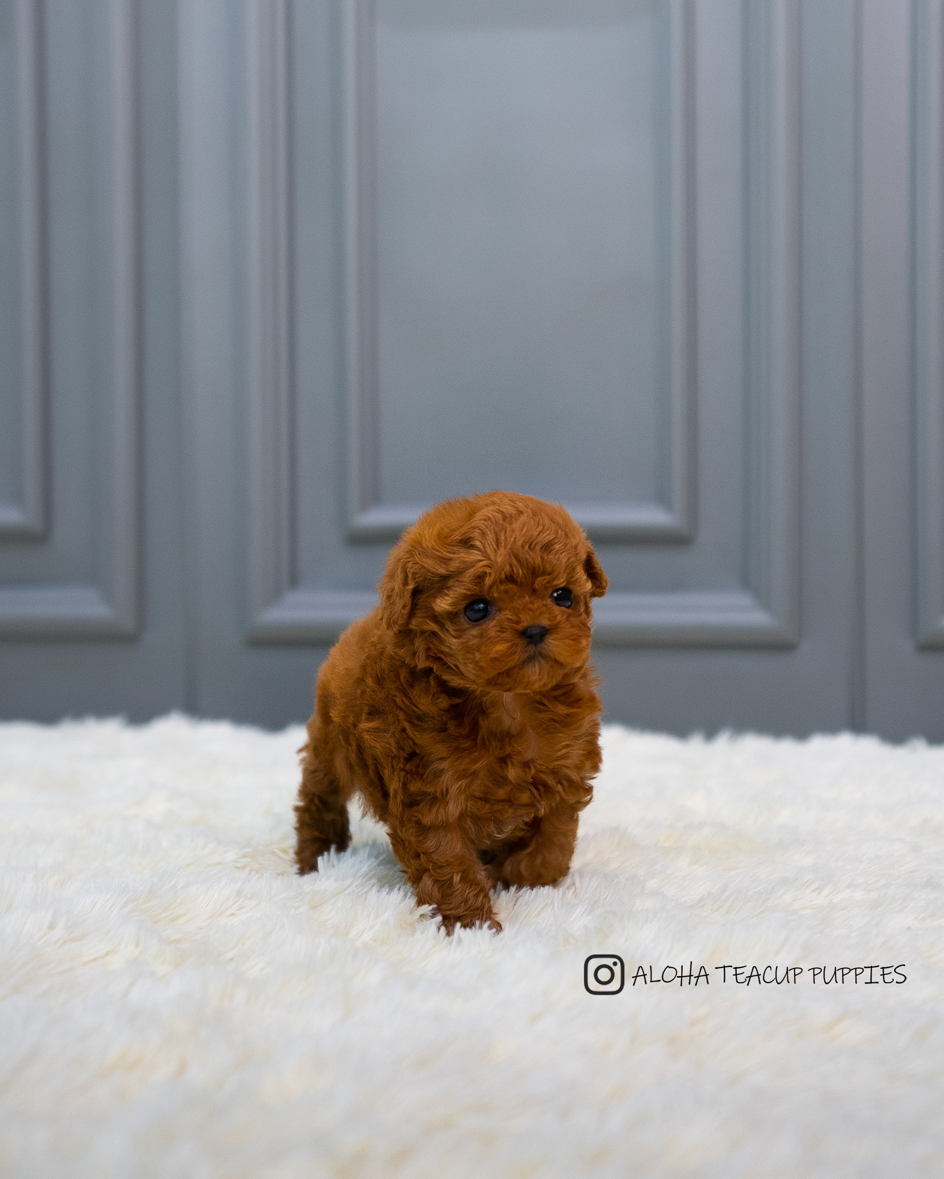 Zinna [TEACUP MALTIPOO]
