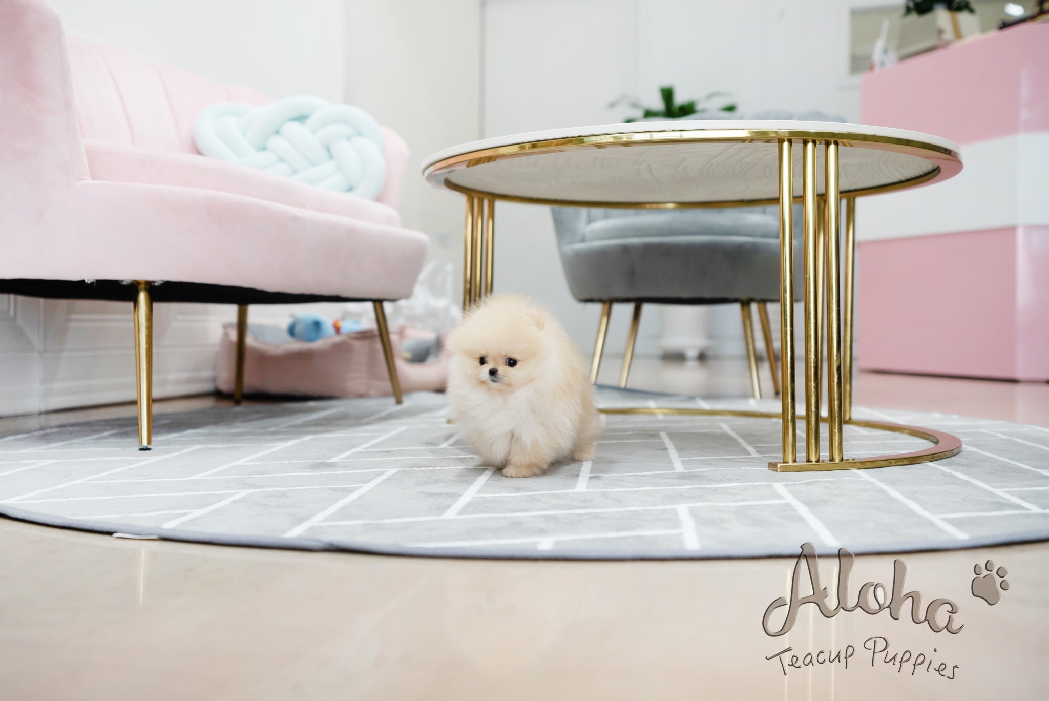 Clara [TEACUP POMERANIAN]