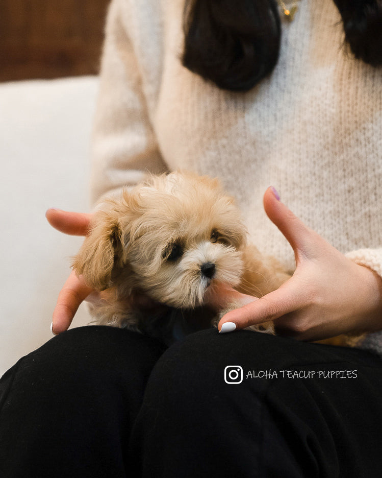 Keily [TEACUP MALTIPOO]
