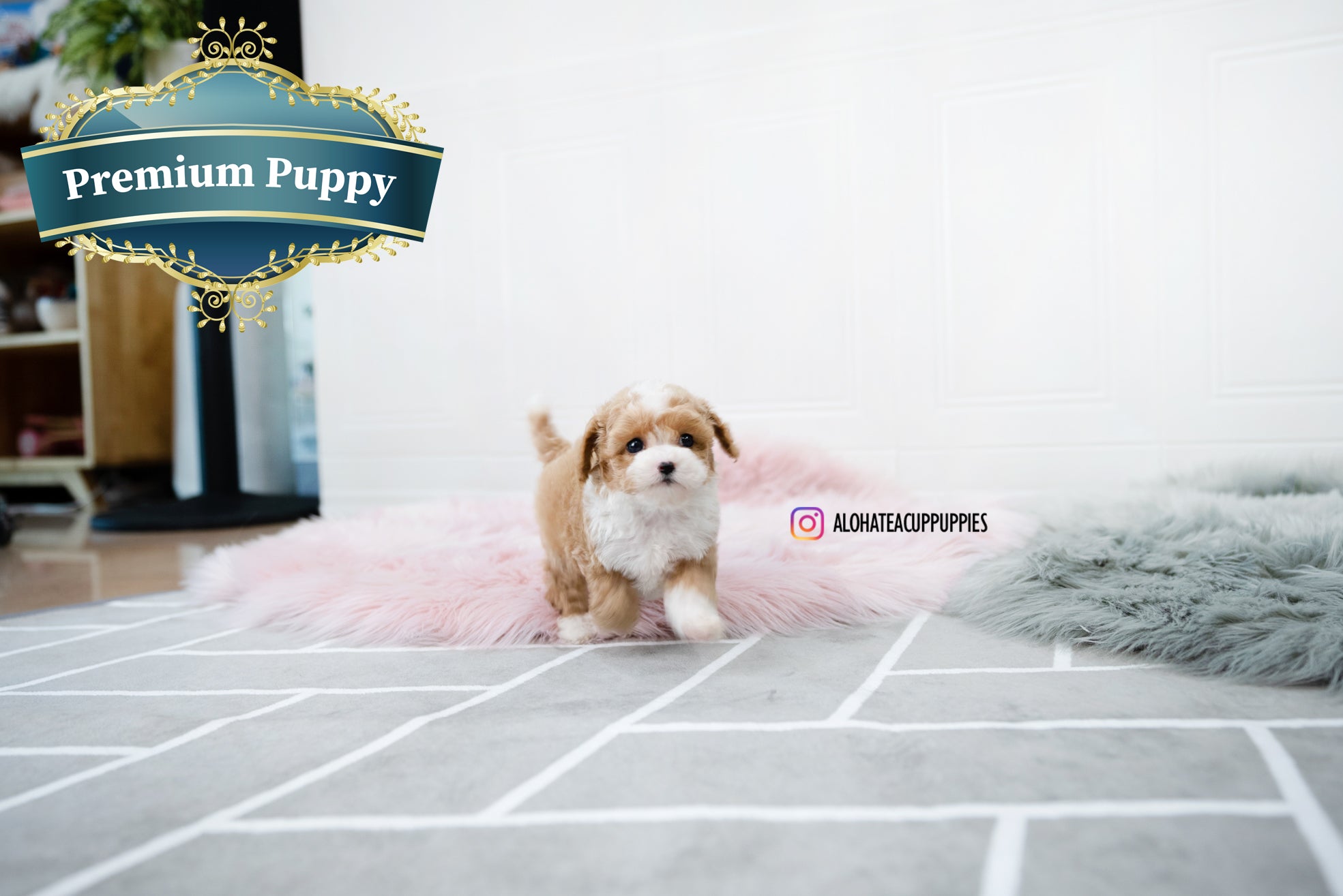 Lucas [TEACUP POODLE]
