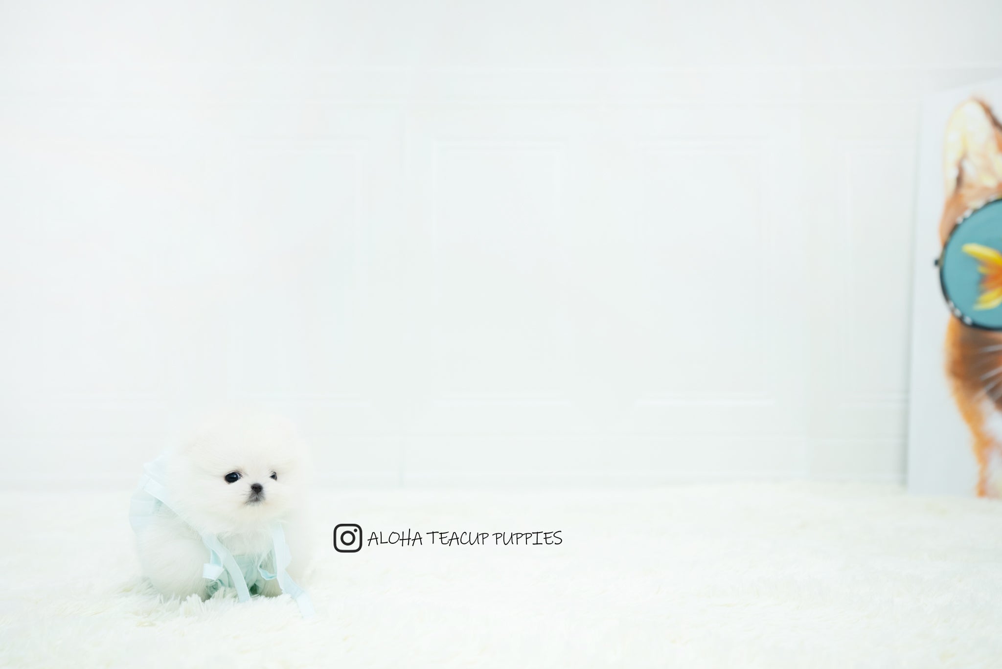 Benjamin [TEACUP POMERANIAN]