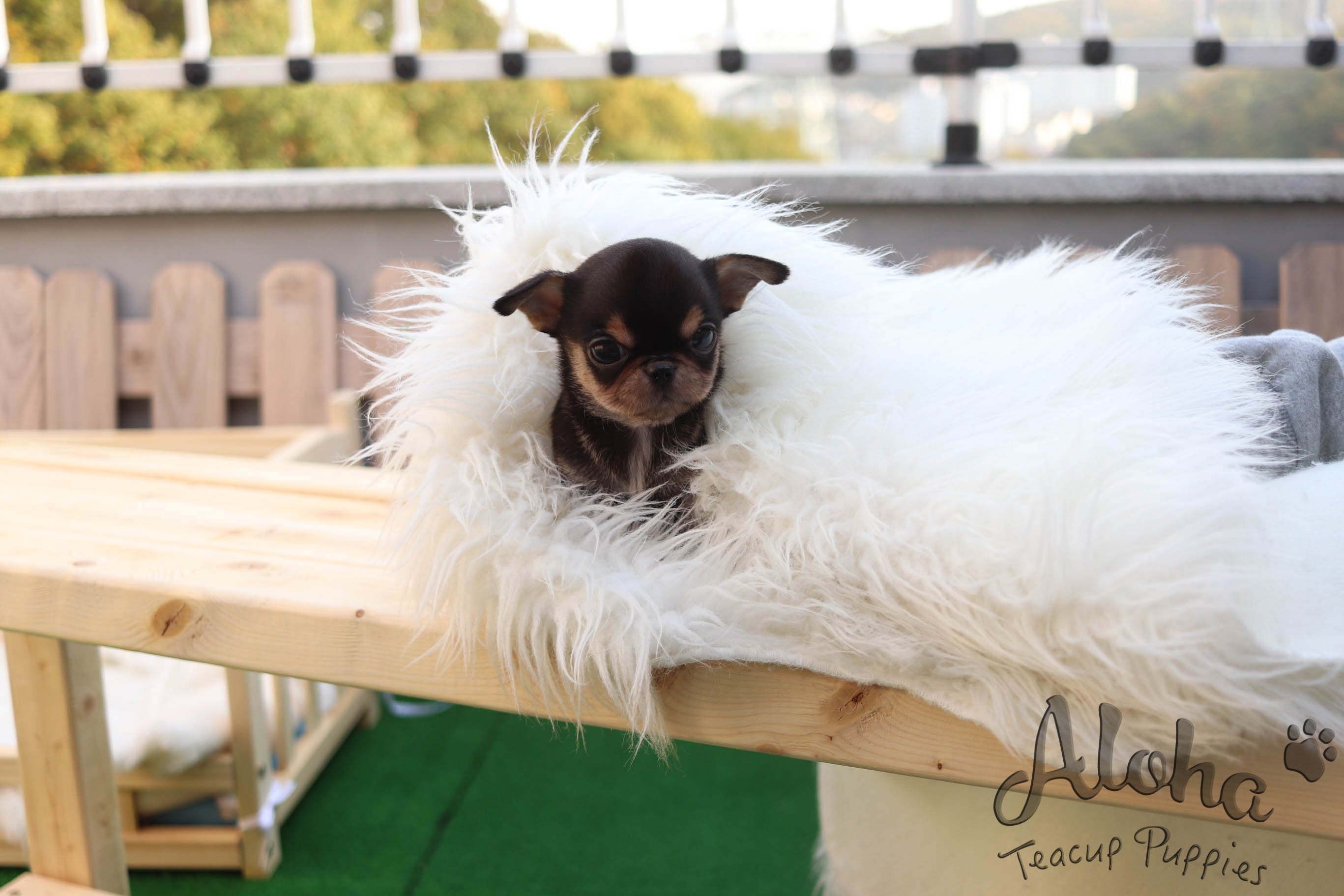 Sold to Jessie, Pie [TEACUP Chihuahua]