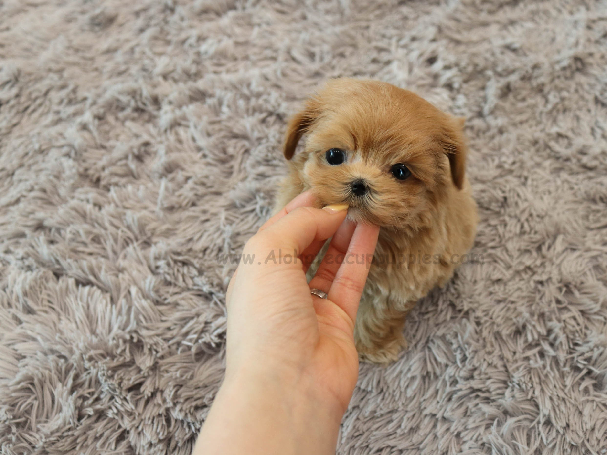 Joanne [TEACUP MALTIPOO]