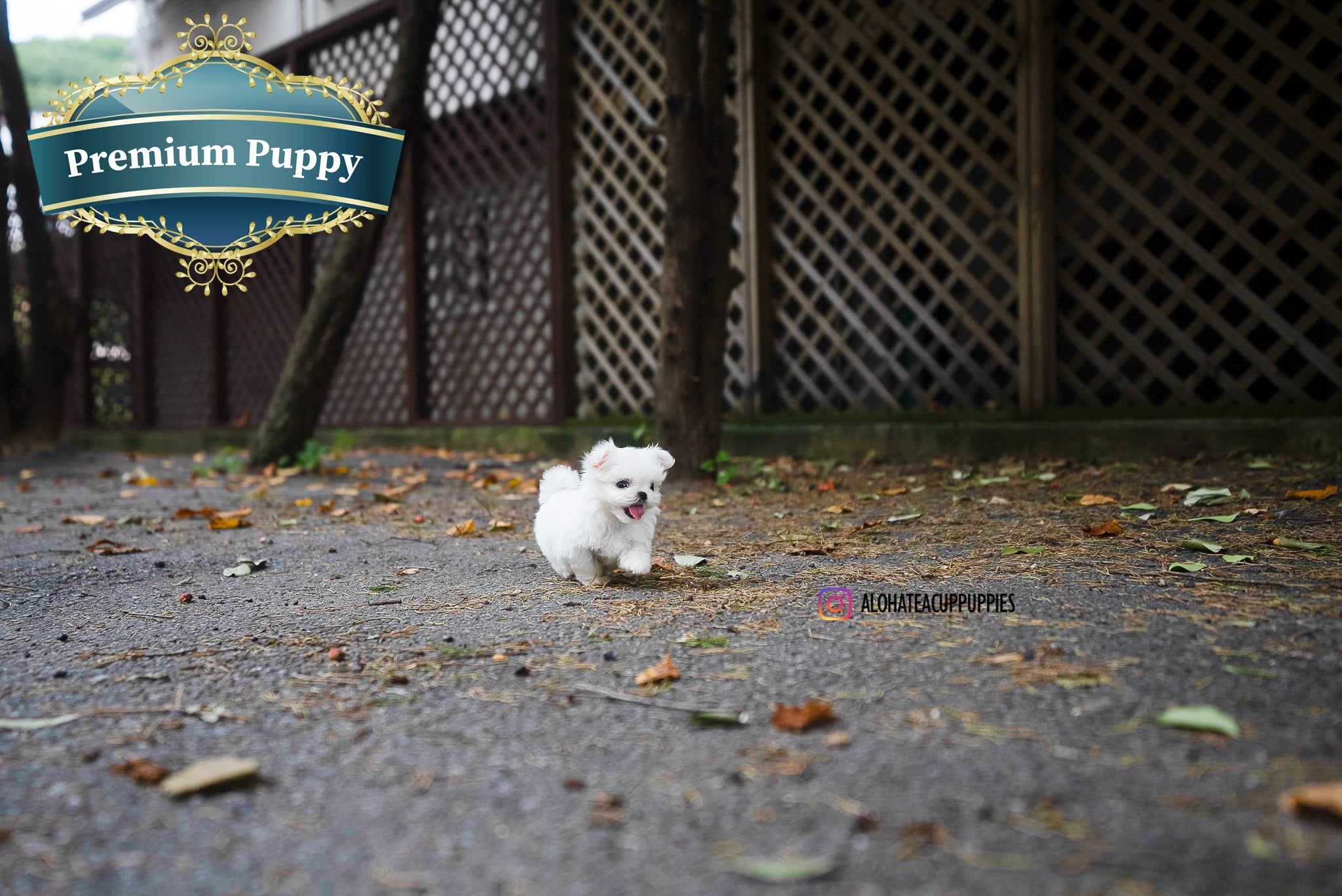 Dan [TEACUP MALTESE]