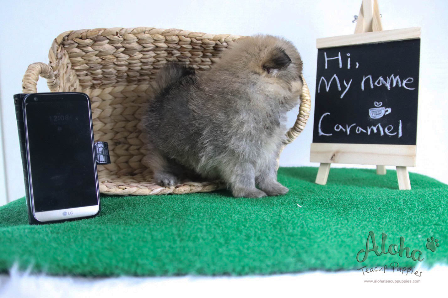 Caramel - [Pomeranian] - Reserved by Candide Monette